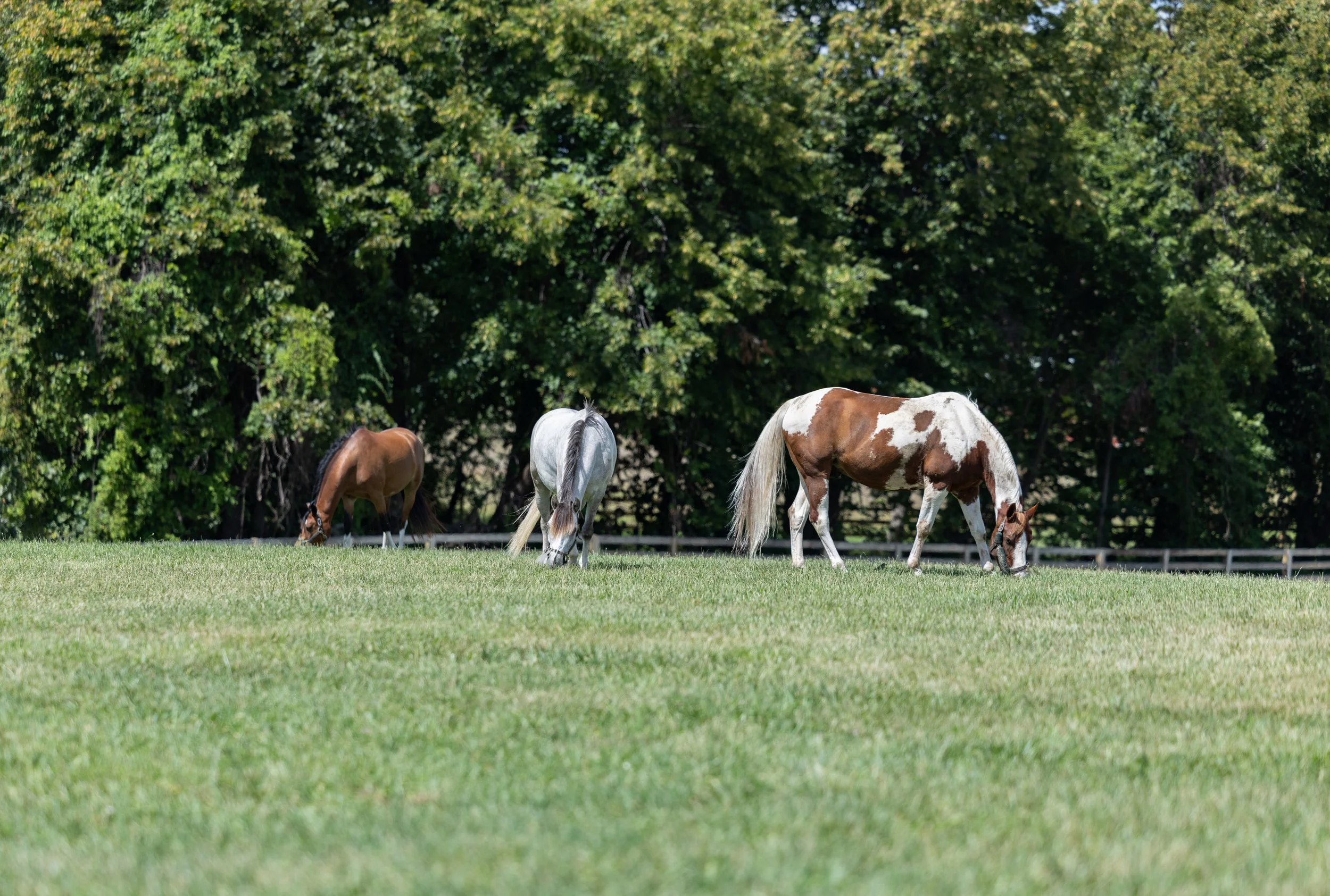 Kingswood Sporthorses August 2025-89_compressed.jpg