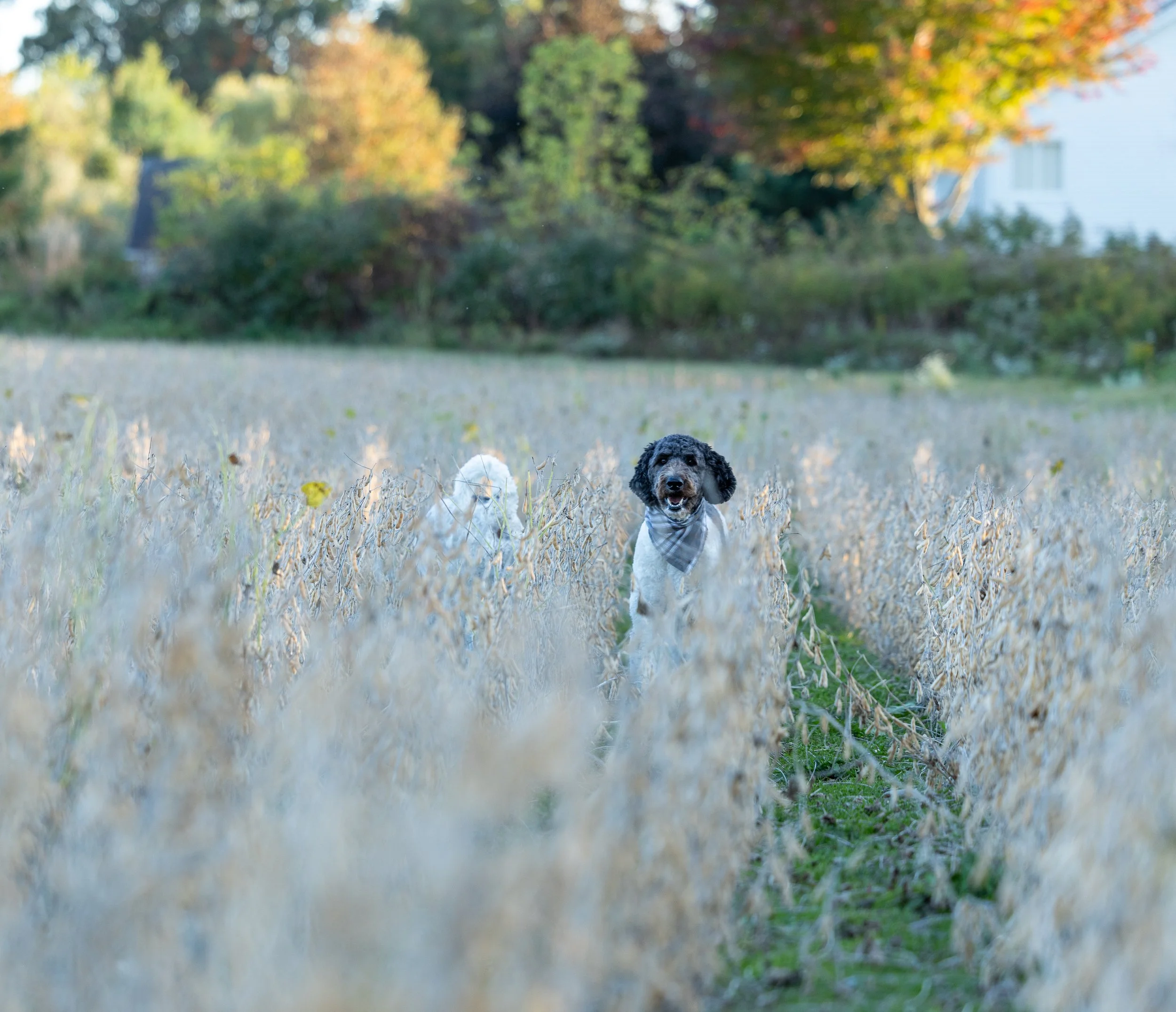 Amanda and Steve Mulak October 2025-20.jpg