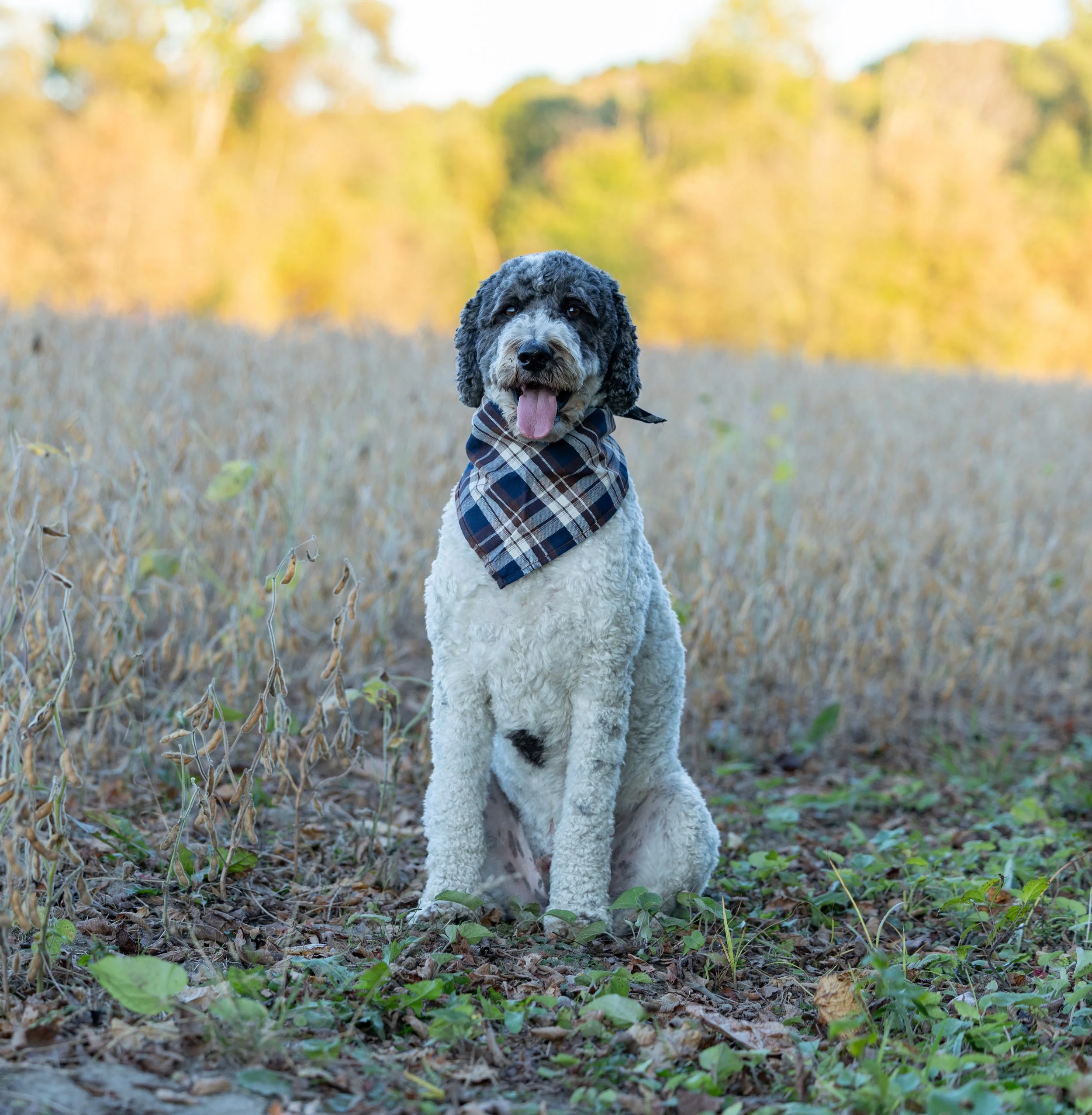 Amanda and Steve Mulak October 2025-30.jpg