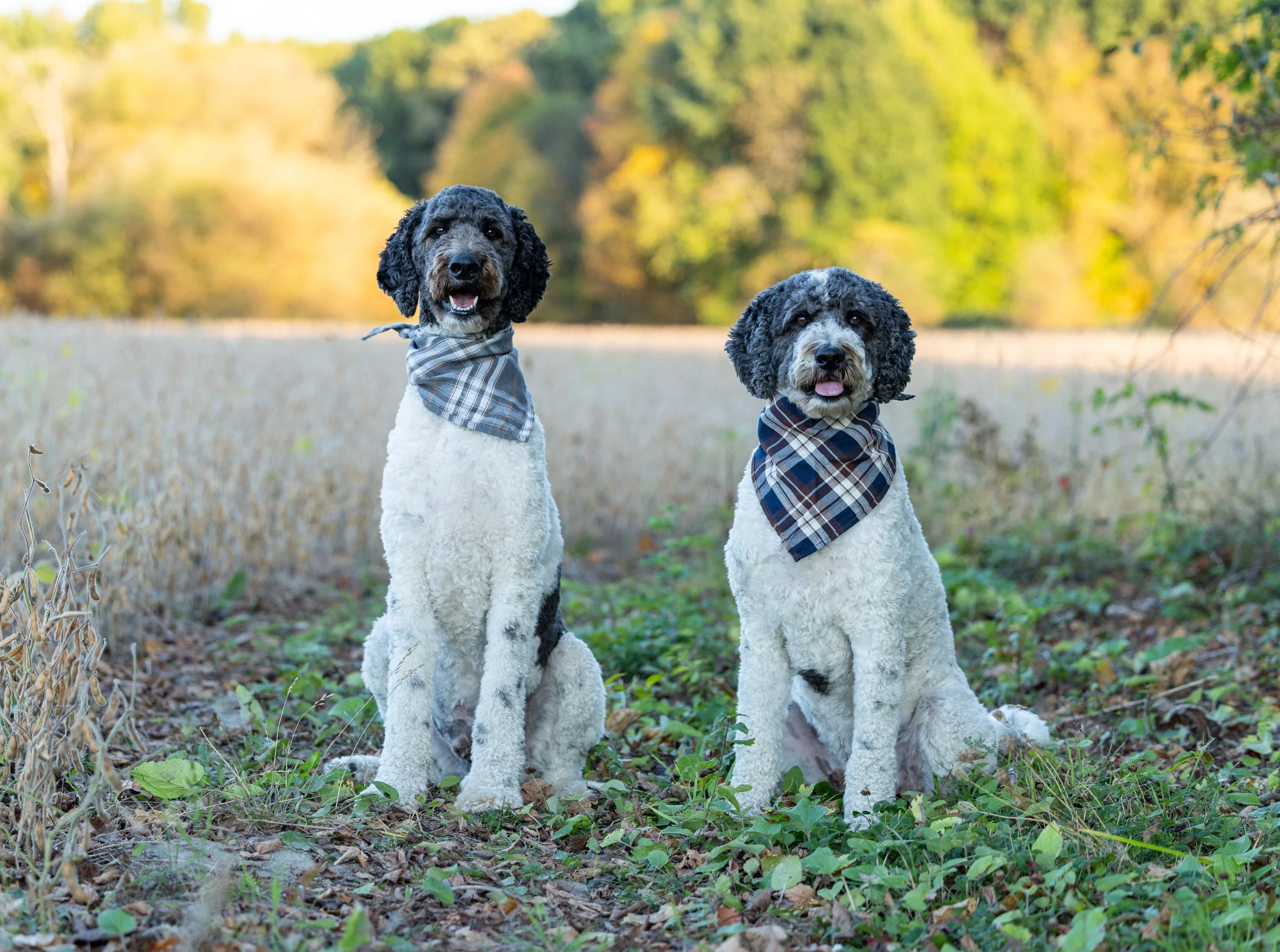 Amanda and Steve Mulak October 2025-33.jpg