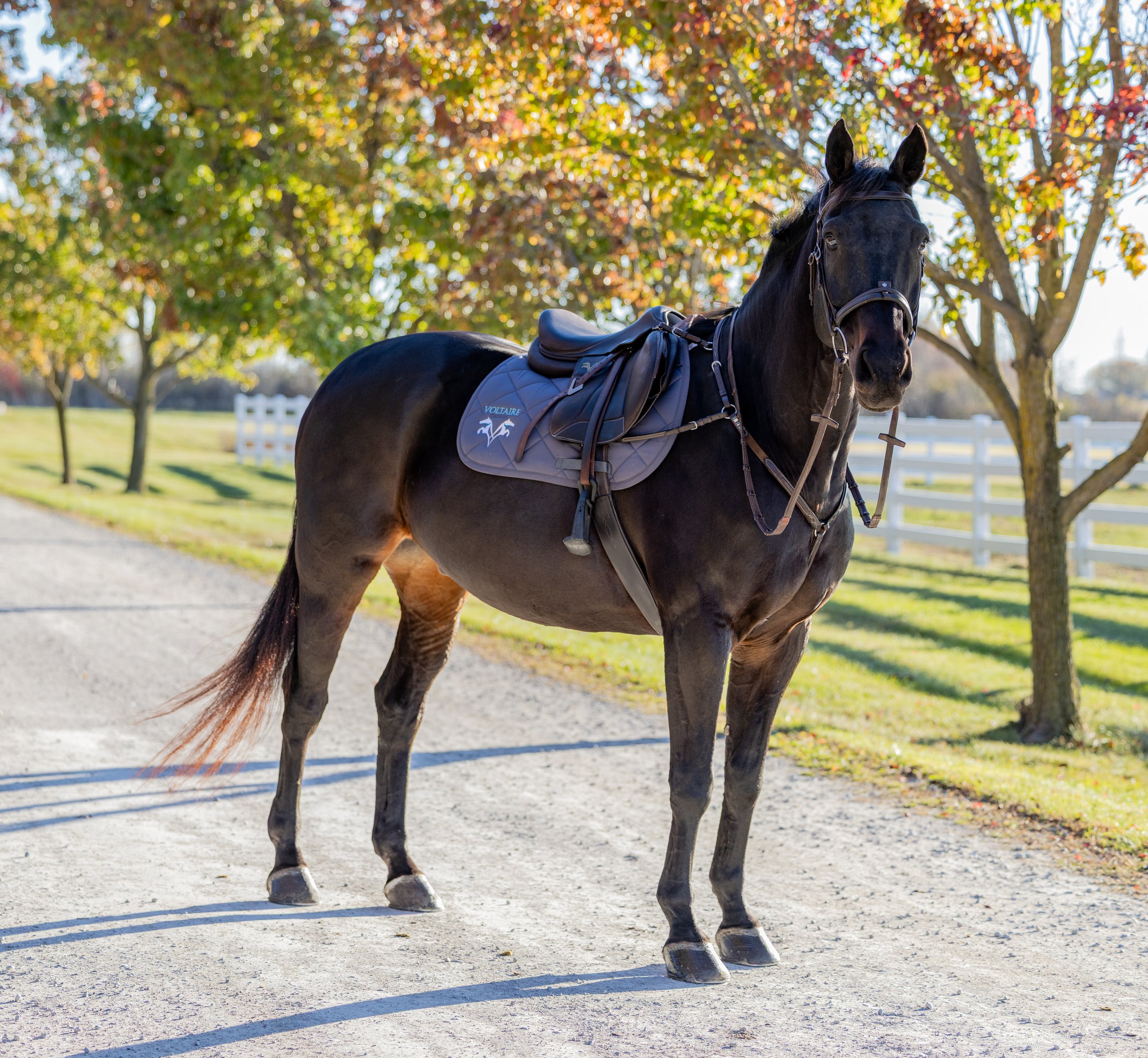 Alicia and Monty November 2025-22.jpg