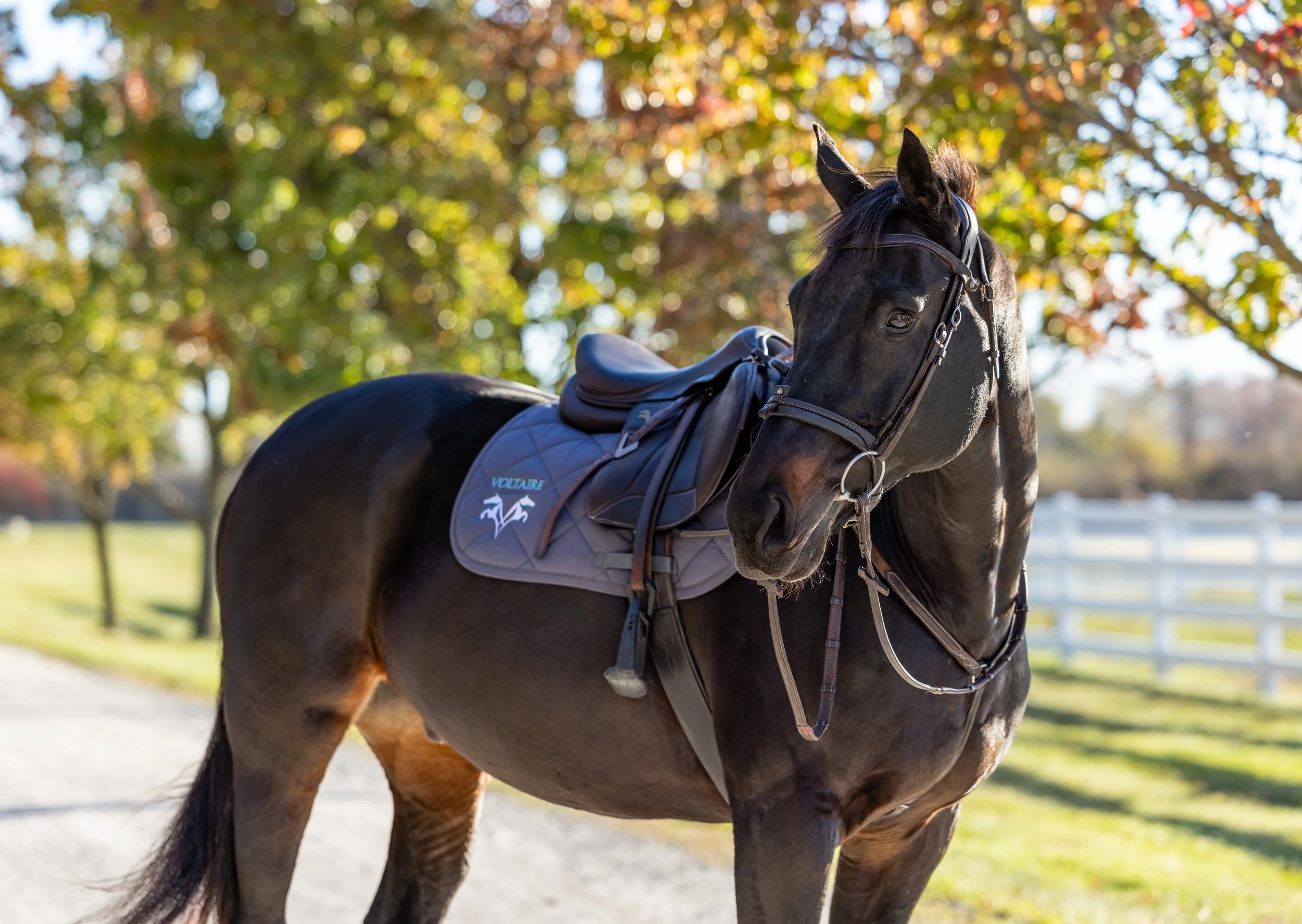 Alicia and Monty November 2025-20_compressed.jpg