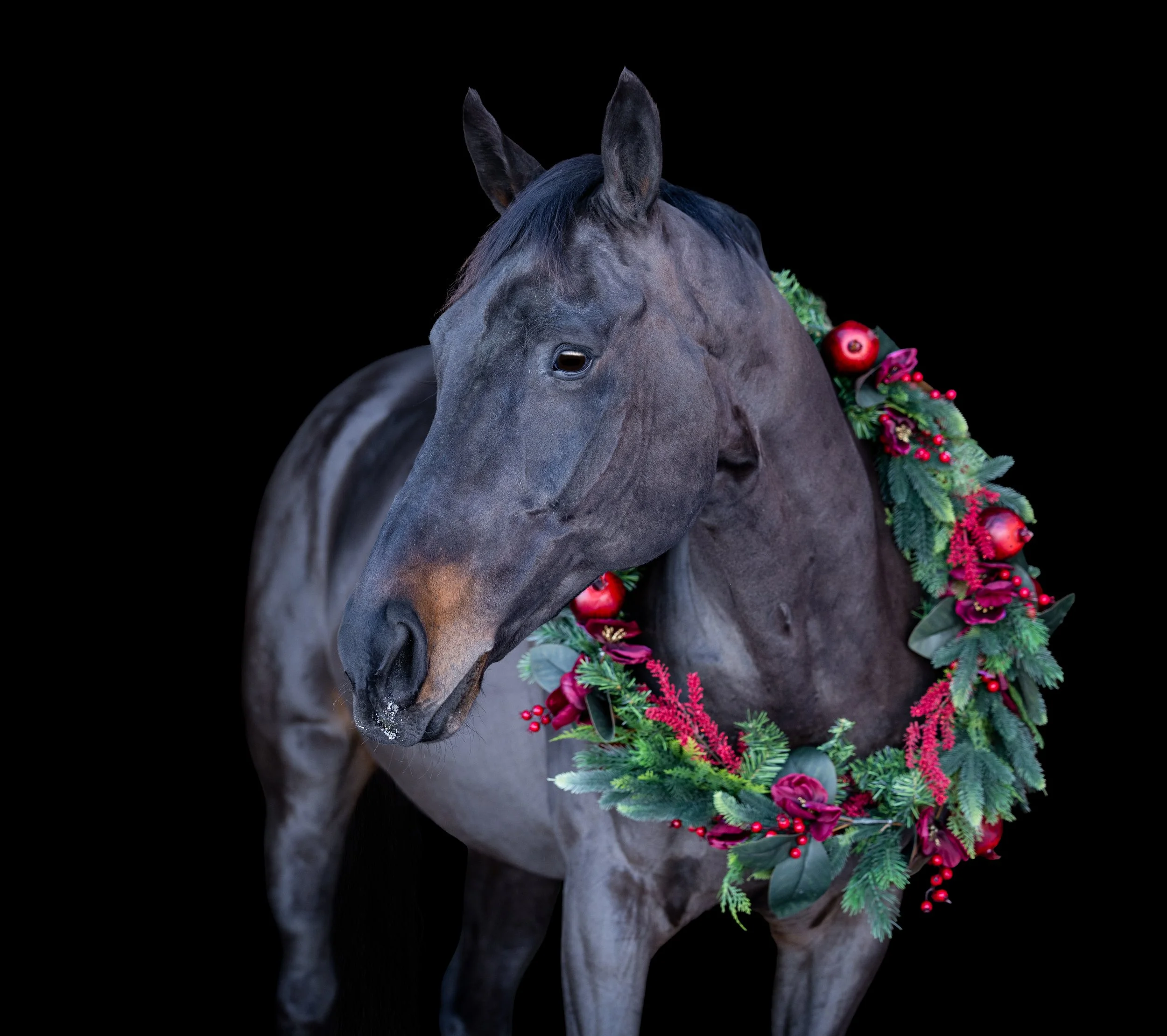 Monty Christmas 2025-4.jpg