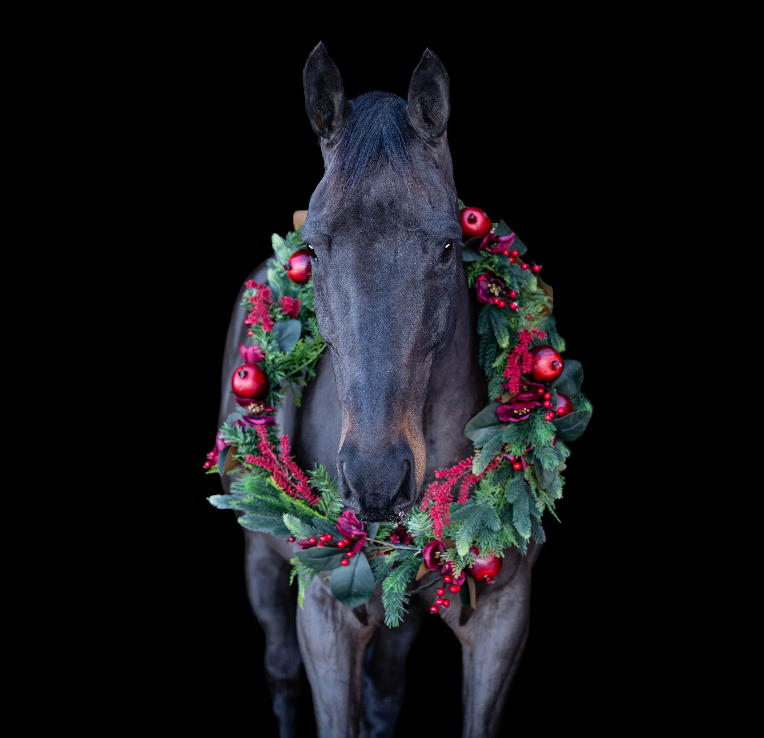 Monty Christmas 2025-5.jpg