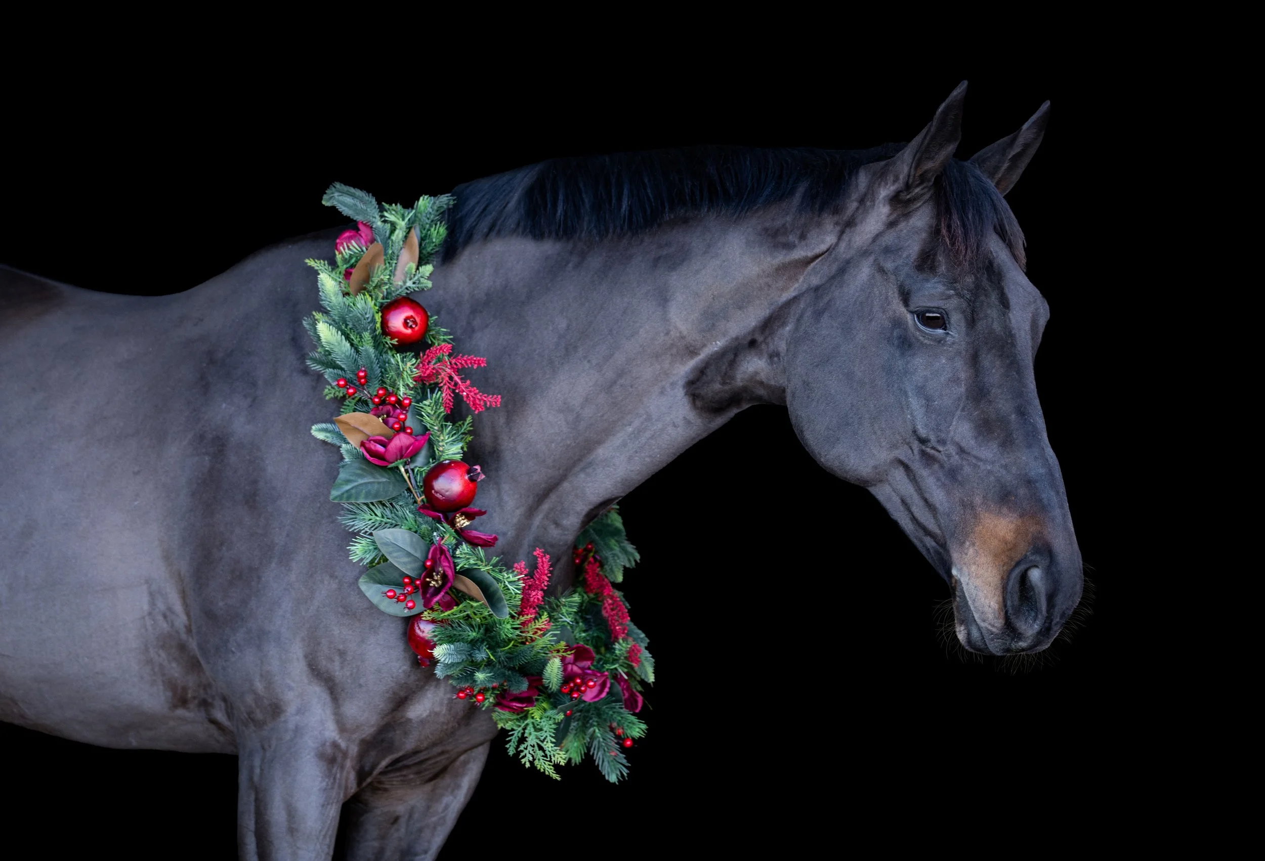 Monty Christmas 2025-6.jpg