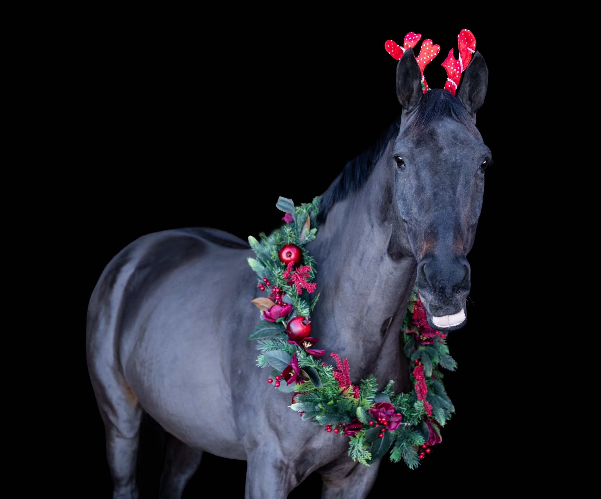 Monty Christmas 2025-7.jpg