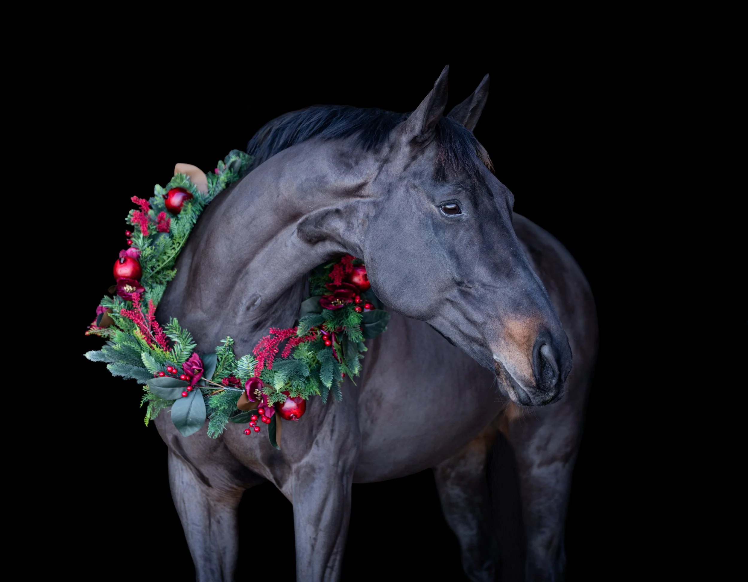 Monty Christmas 2025.jpg