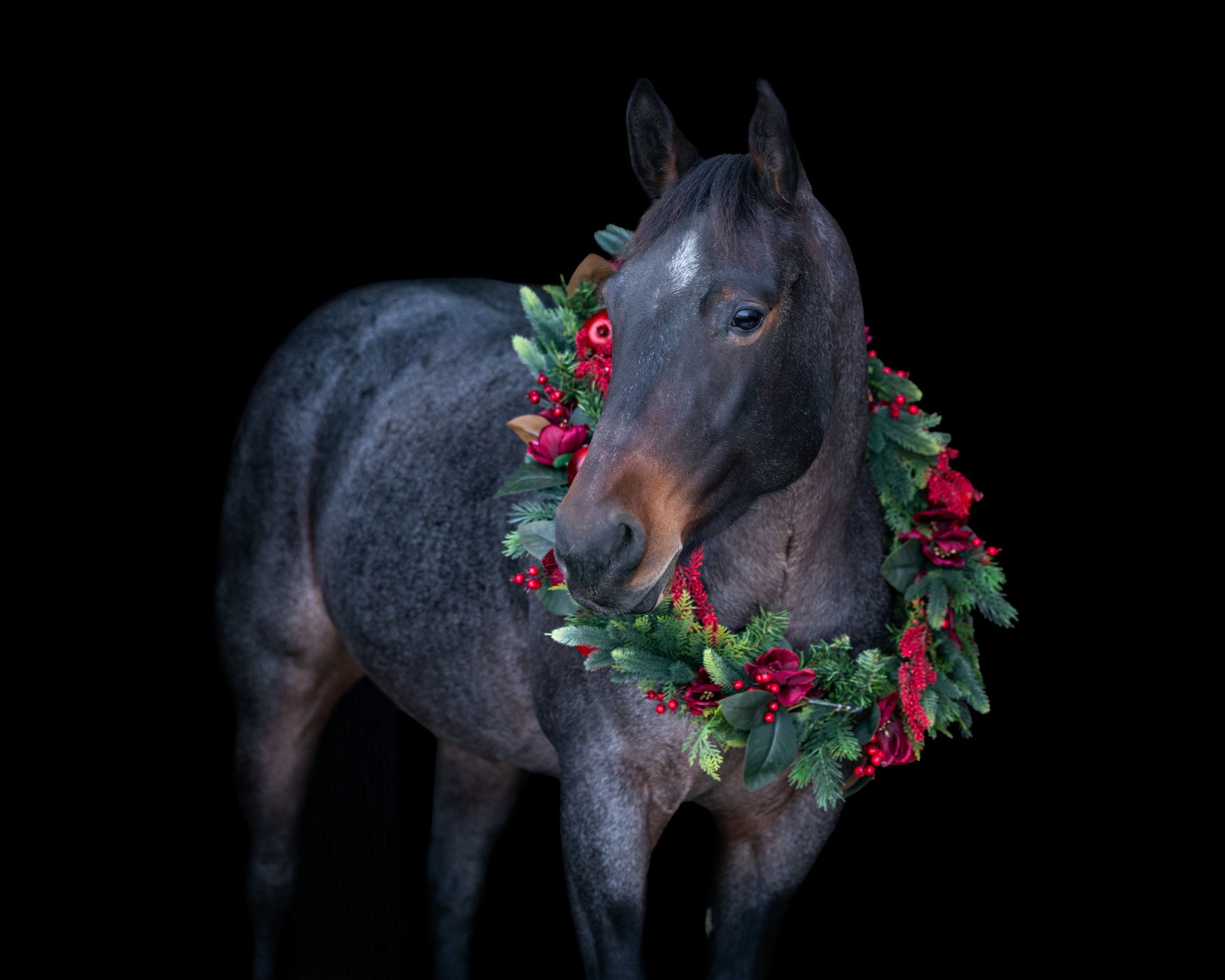 Olive Christmas 2025-2.jpg