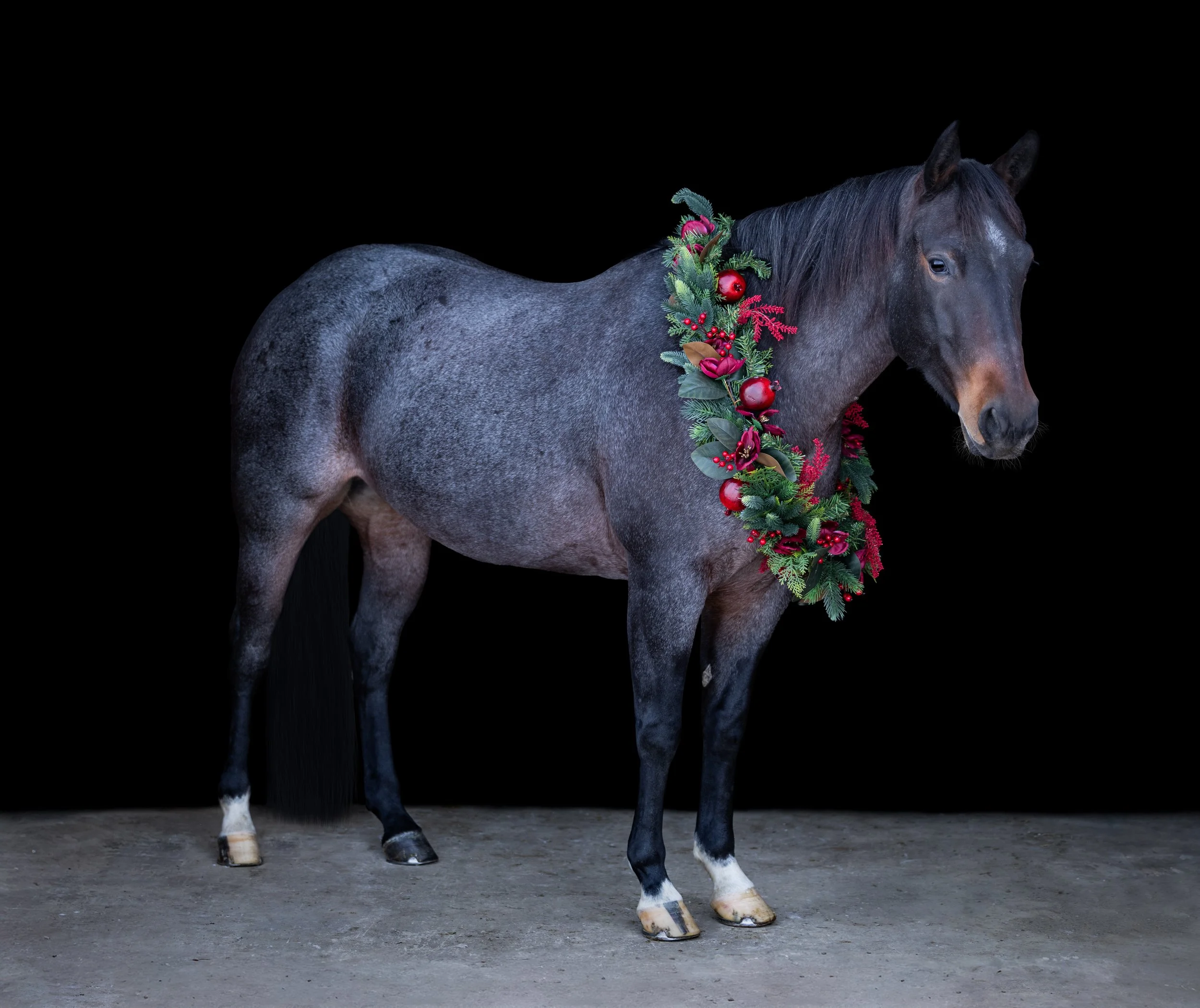 Olive Christmas 2025-3.jpg