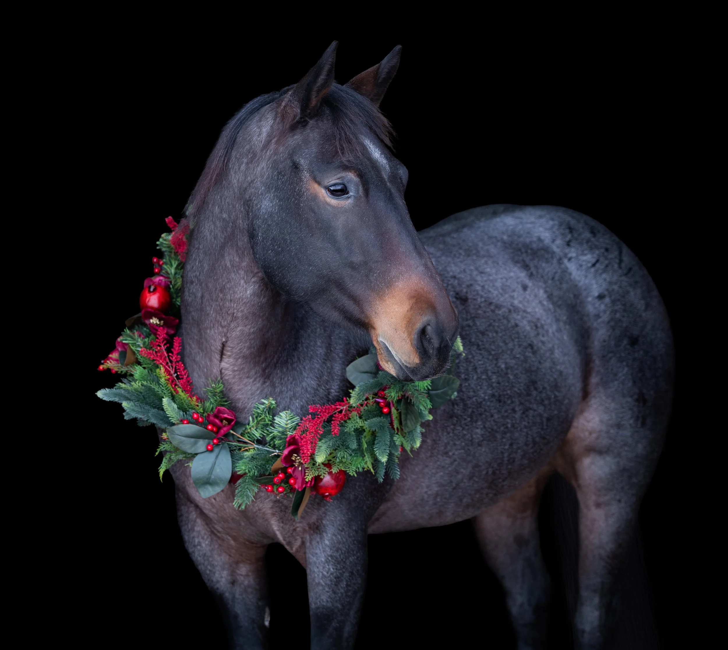 Olive Christmas 2025.jpg