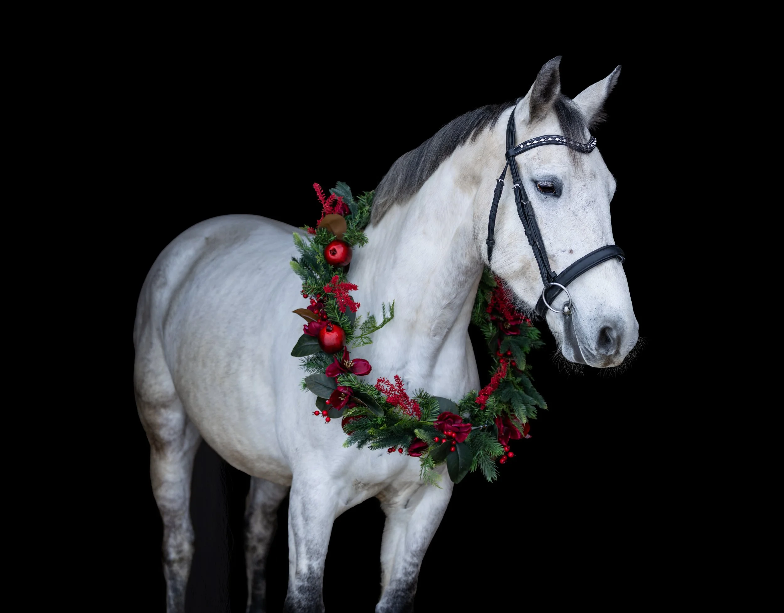 Goose Christmas 2025-3.jpg