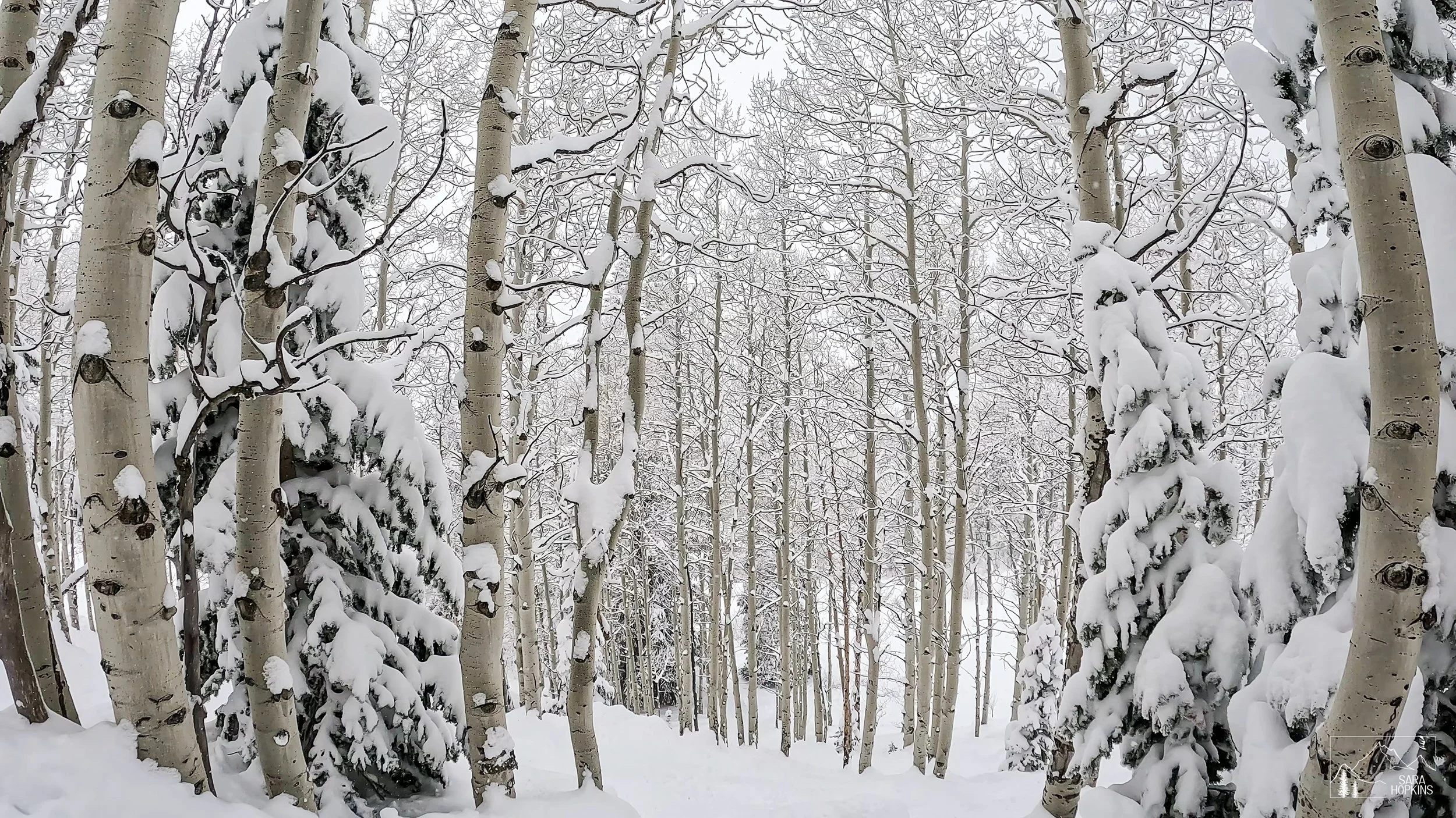 GPTempDownload 233.jpg