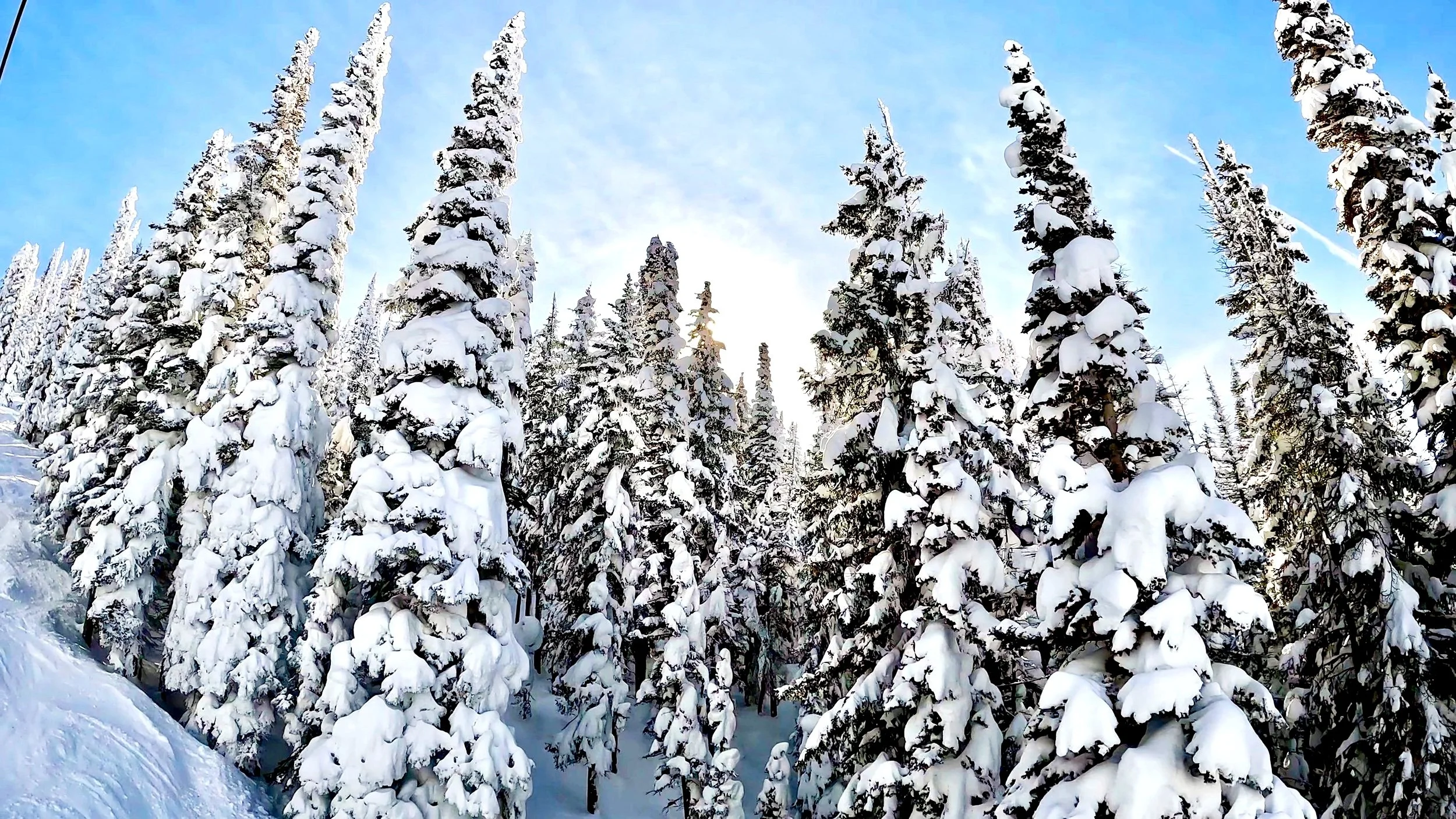 Snow-covered pine trees in a winter forest under a partly cloudy blue sky.
