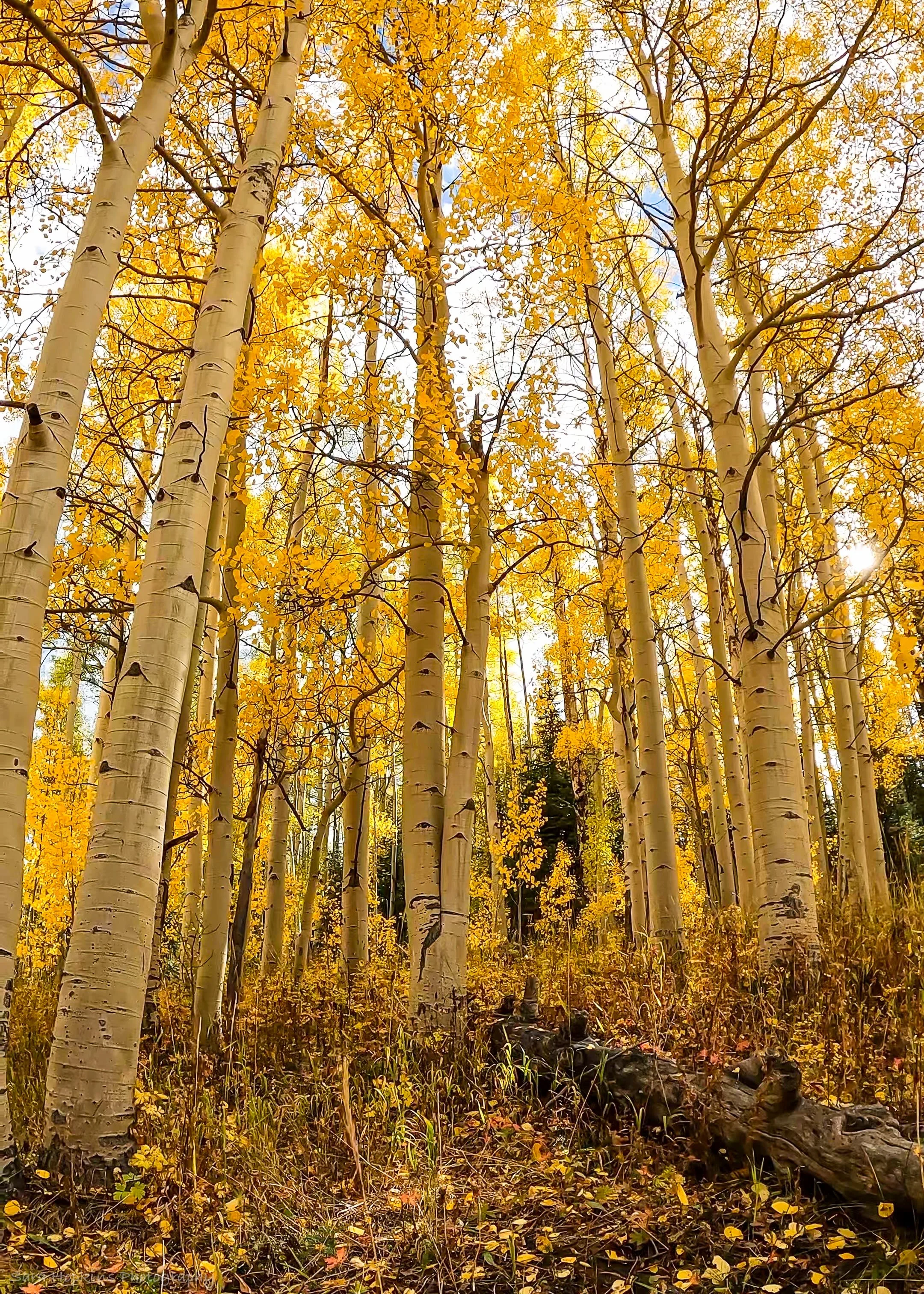 GPTempDownload 252.jpg