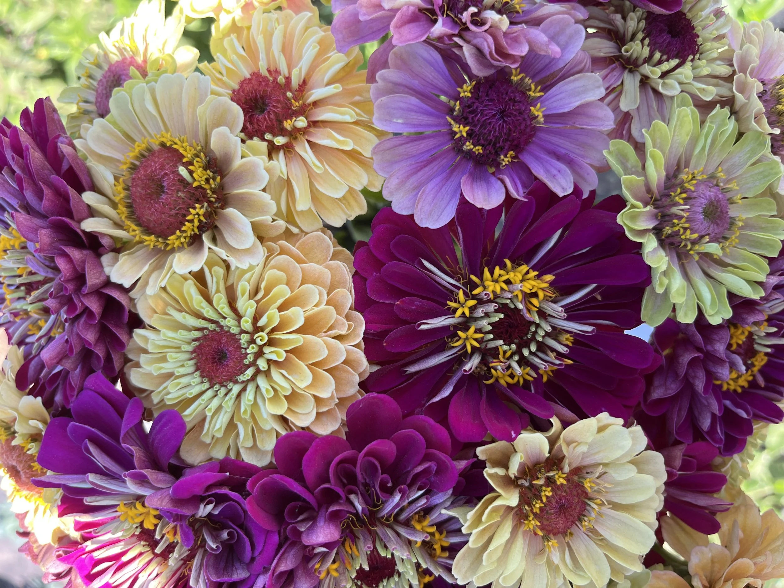 Bunch of zinnias grown in Central Point, Oregon by Highbanks Blooms