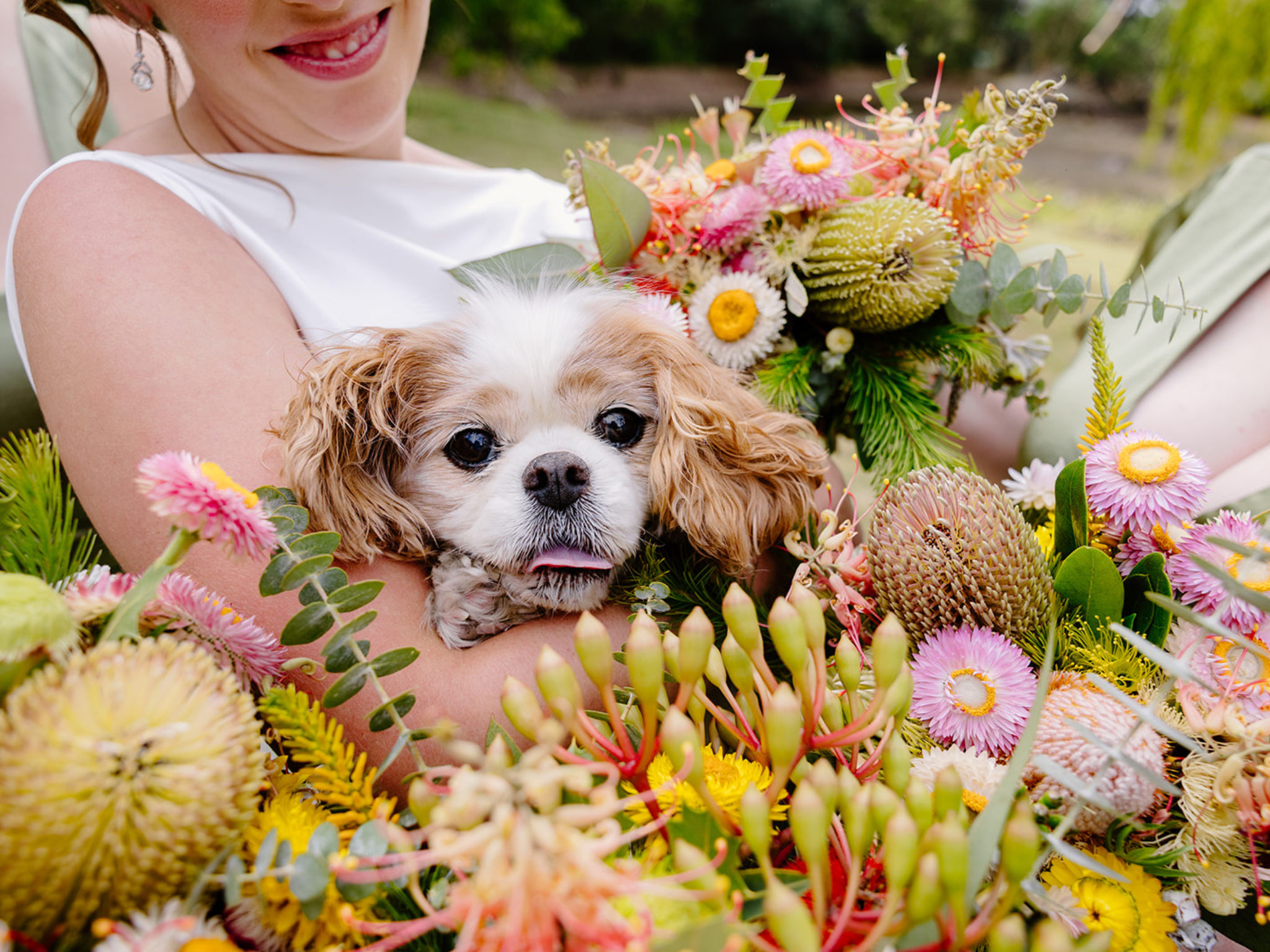 Dogs at wedding