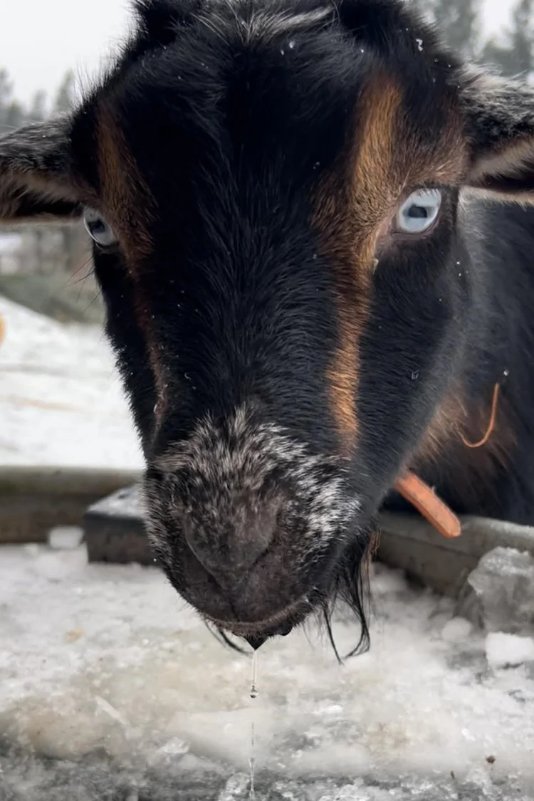 Freyja, a black and tan goat looking toward the camera