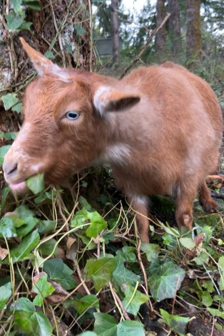 Creme Brulee, a brown goat nibbling leaves