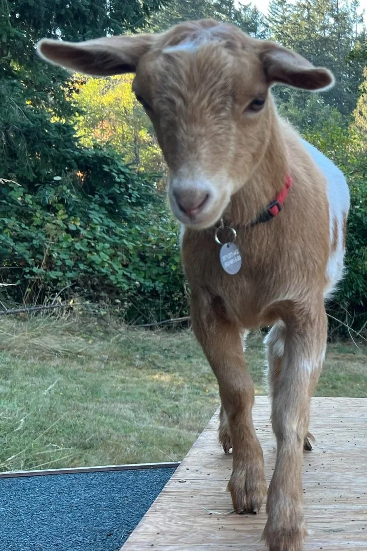 Dingle, a brown goat standing outdoors