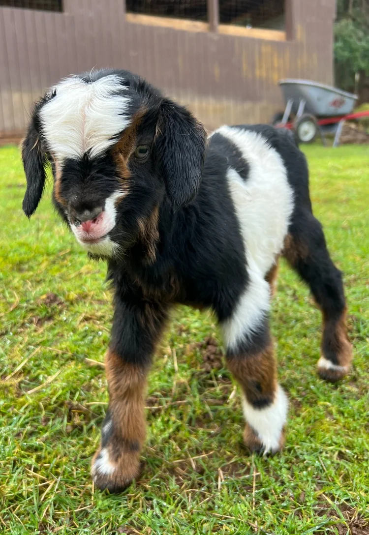 Boy, a young black and white goat outdoors