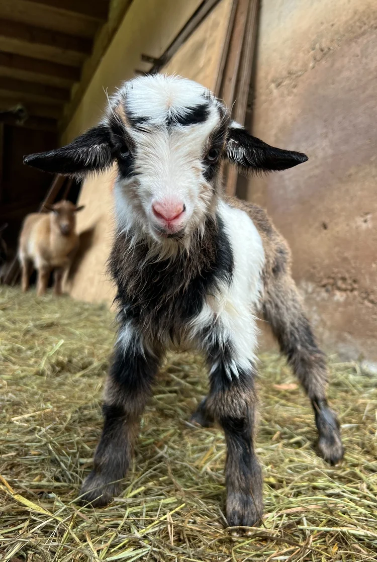 Girl, a young black and white goat by the barn