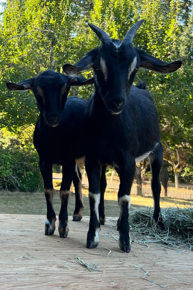 Baaahbushka and Vindaloo, two black goats standing together