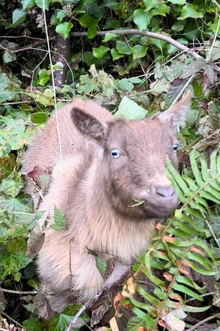 Garth, a brown goat among green leaves