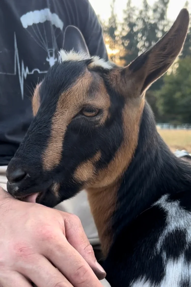 Doge, a black and brown goat beside a person