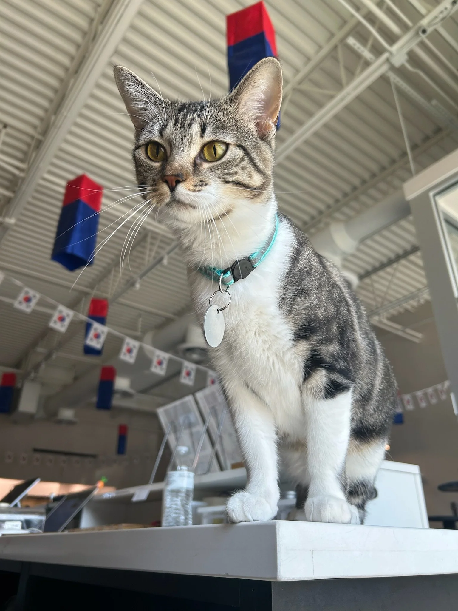 Catmas Catflix Movie Night - Watch with Kitties!