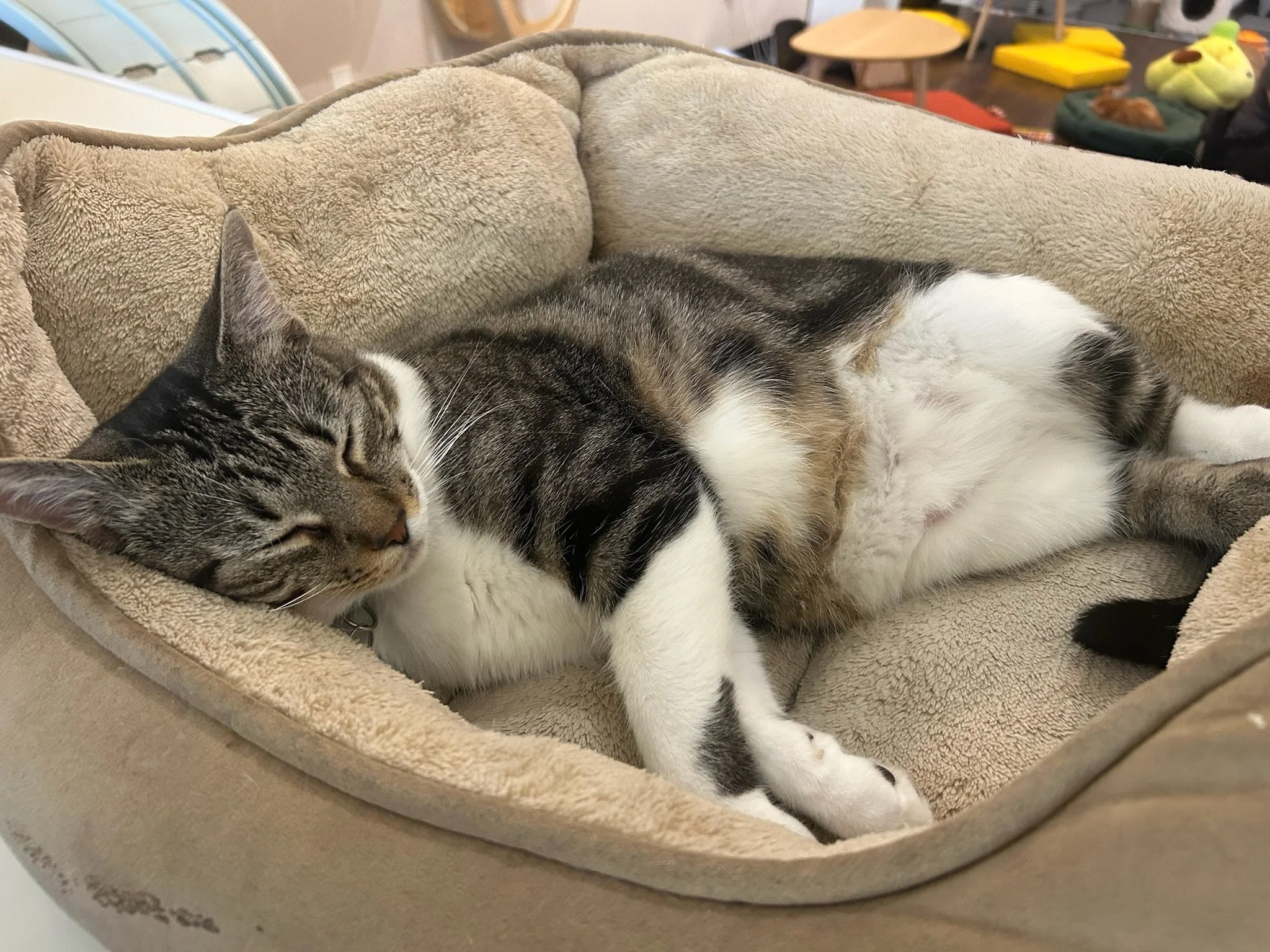 300 Adoptions Special Entry! 