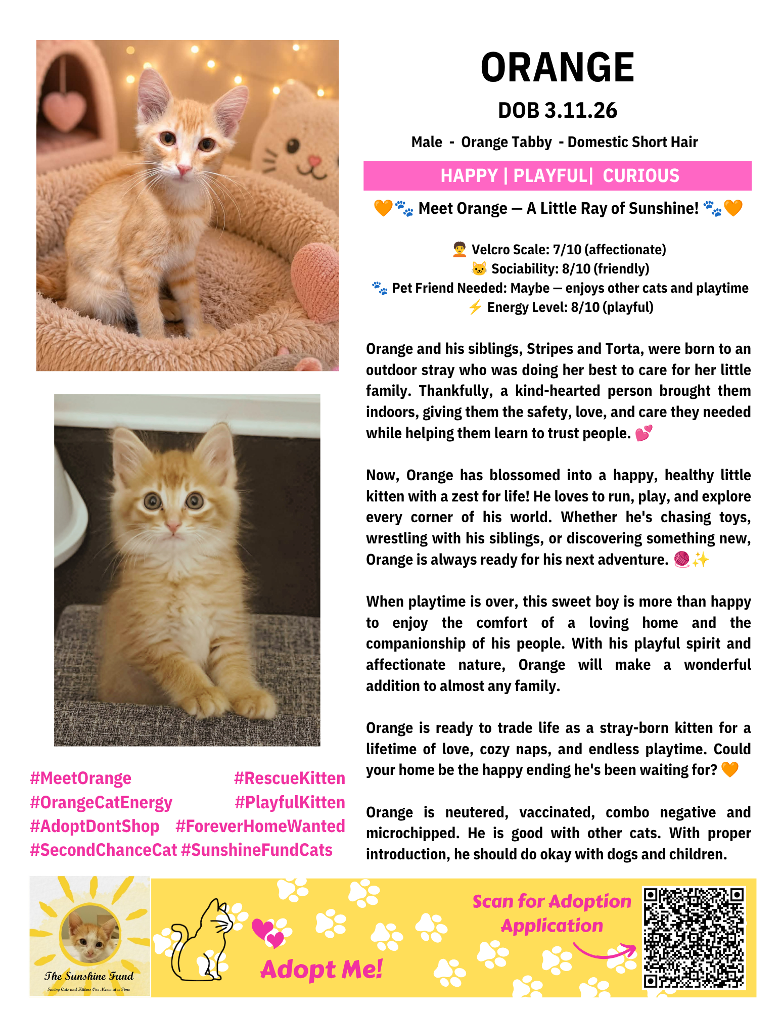 OFFICIAL_Cat Bios for Lounge_TSF - Orange.png
