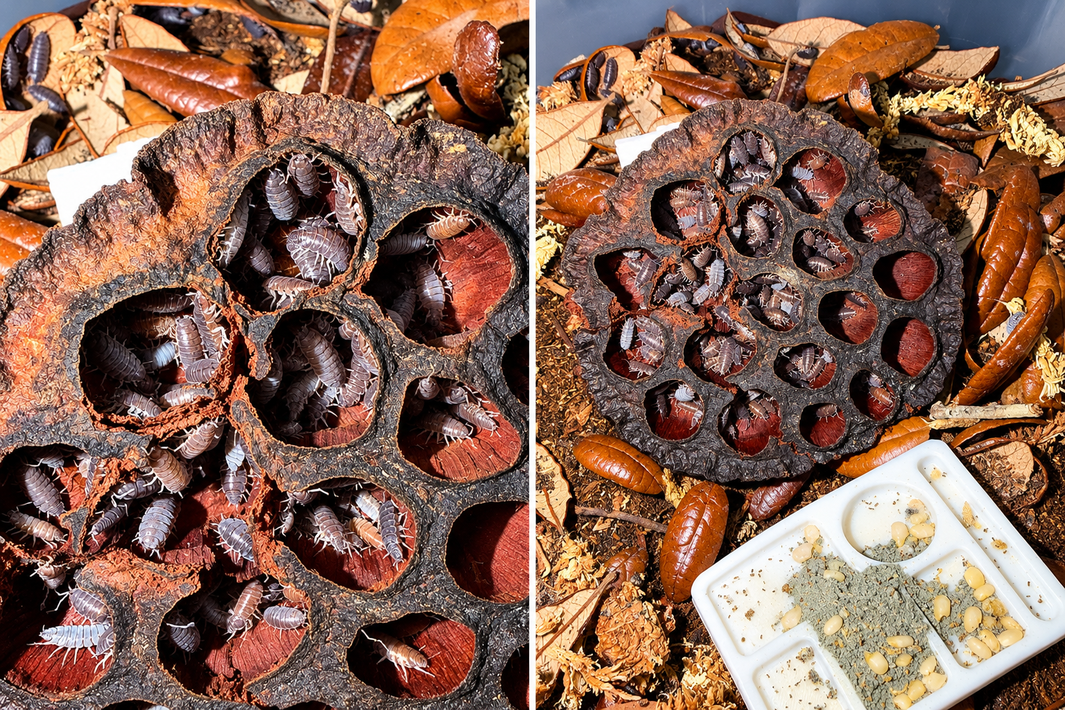 Roach Colony Habitat and Feeding Setup.png