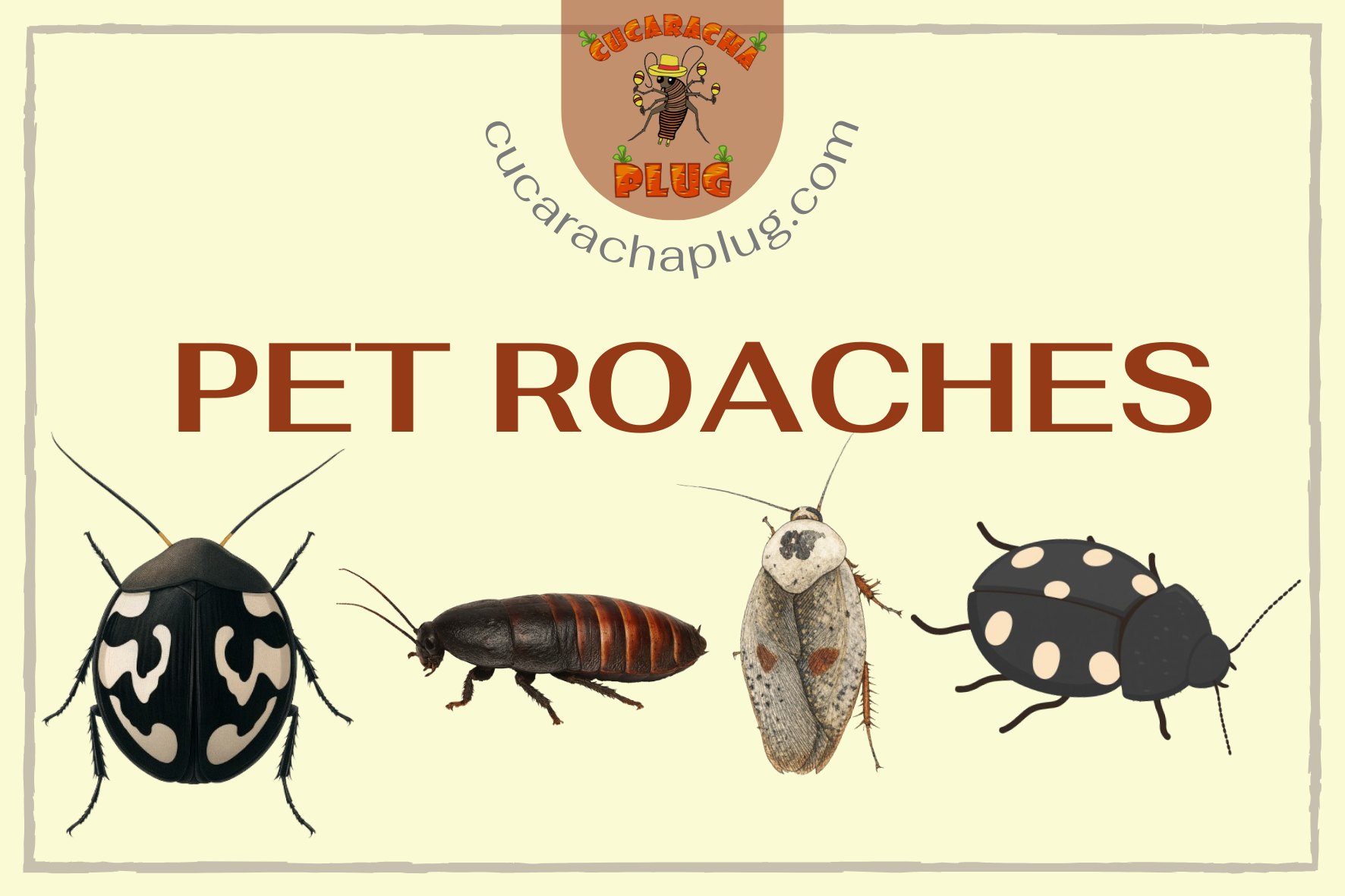 Pet Roaches