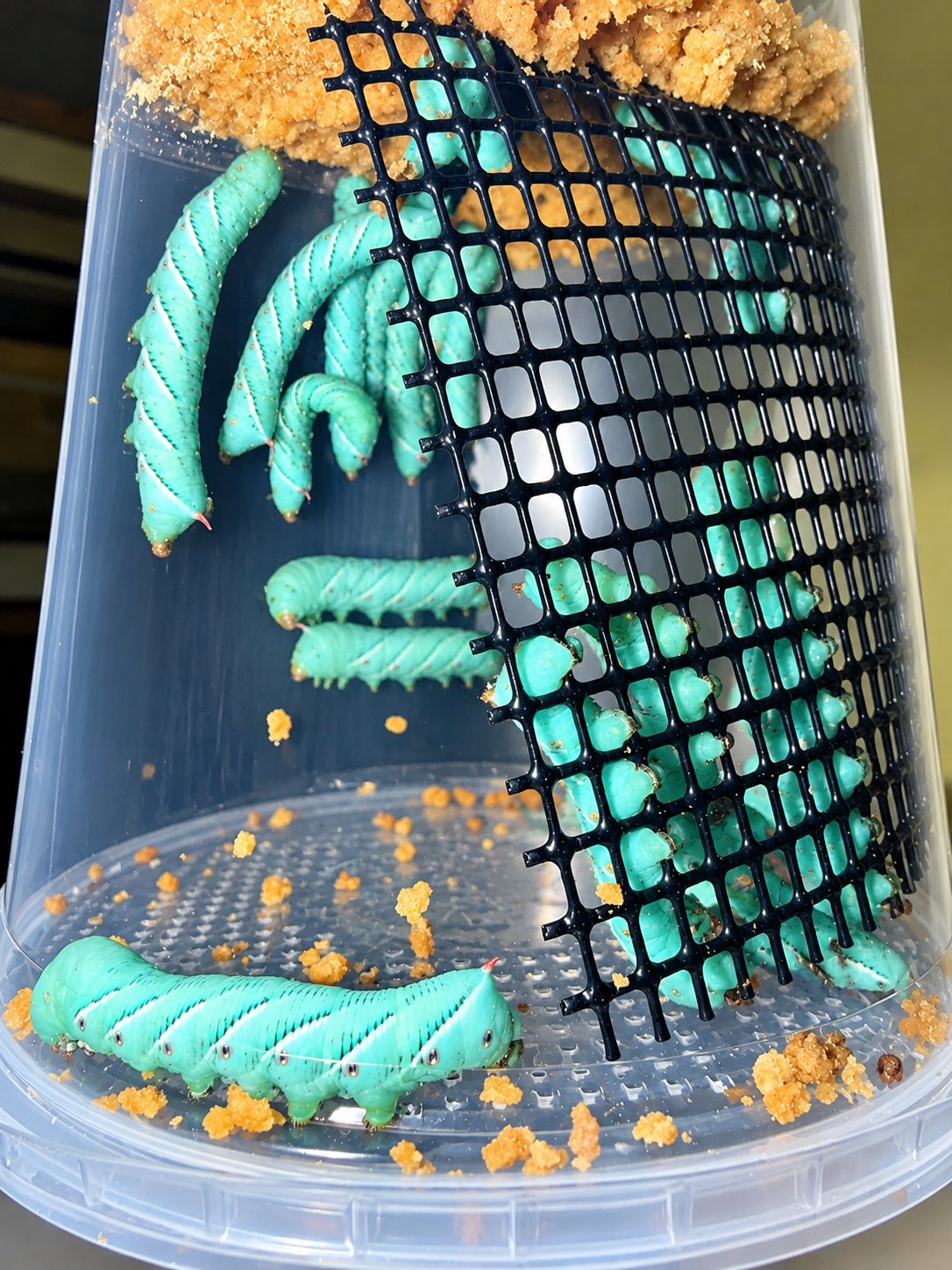 25 ct Horn worms