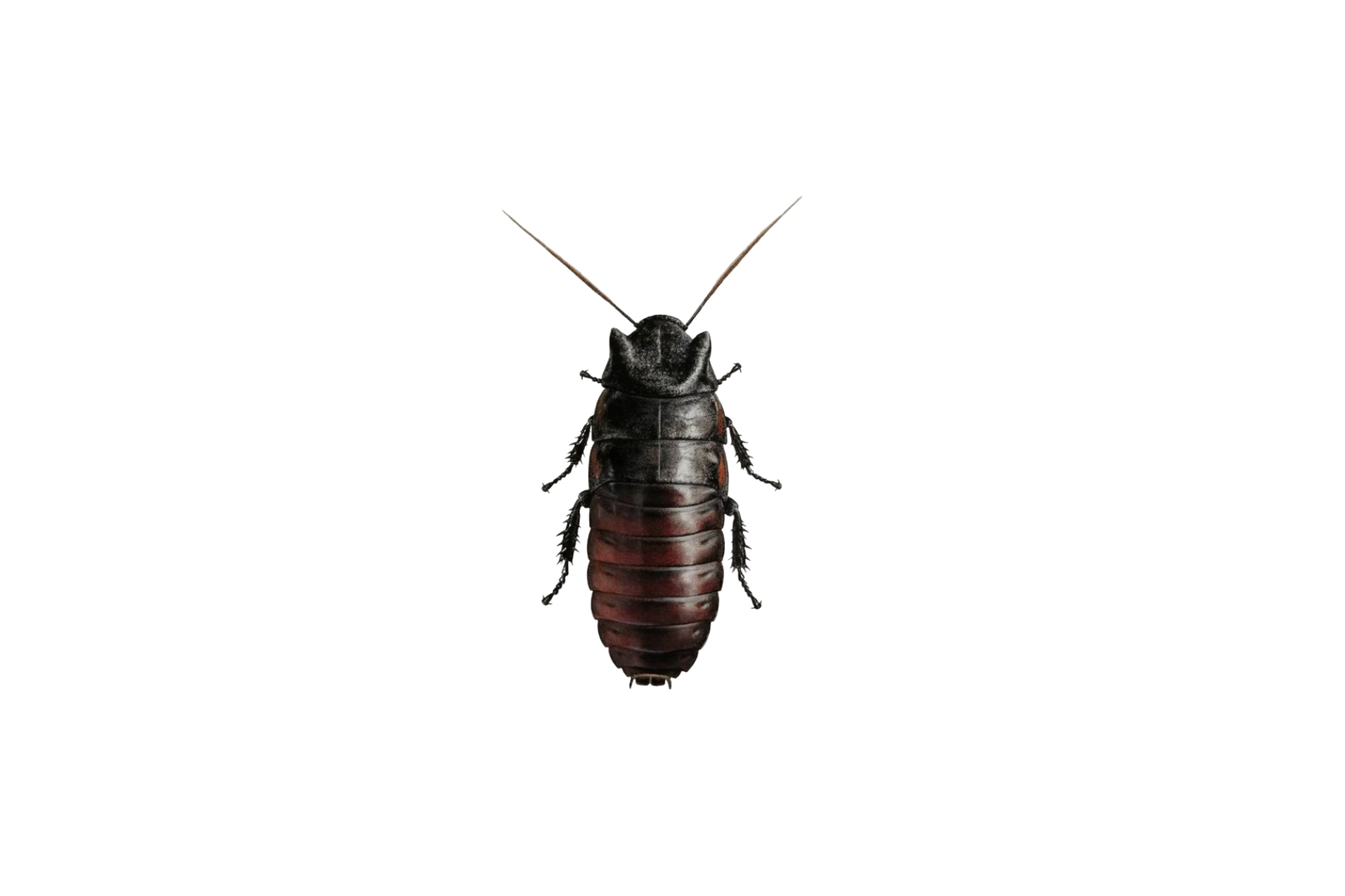 Pet Roaches