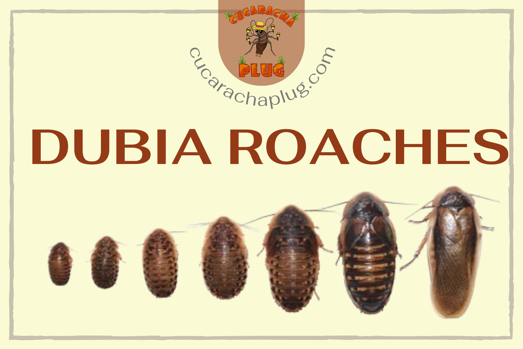 Dubia