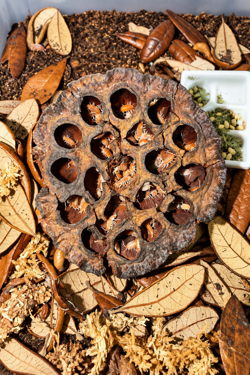 Lotus Pods