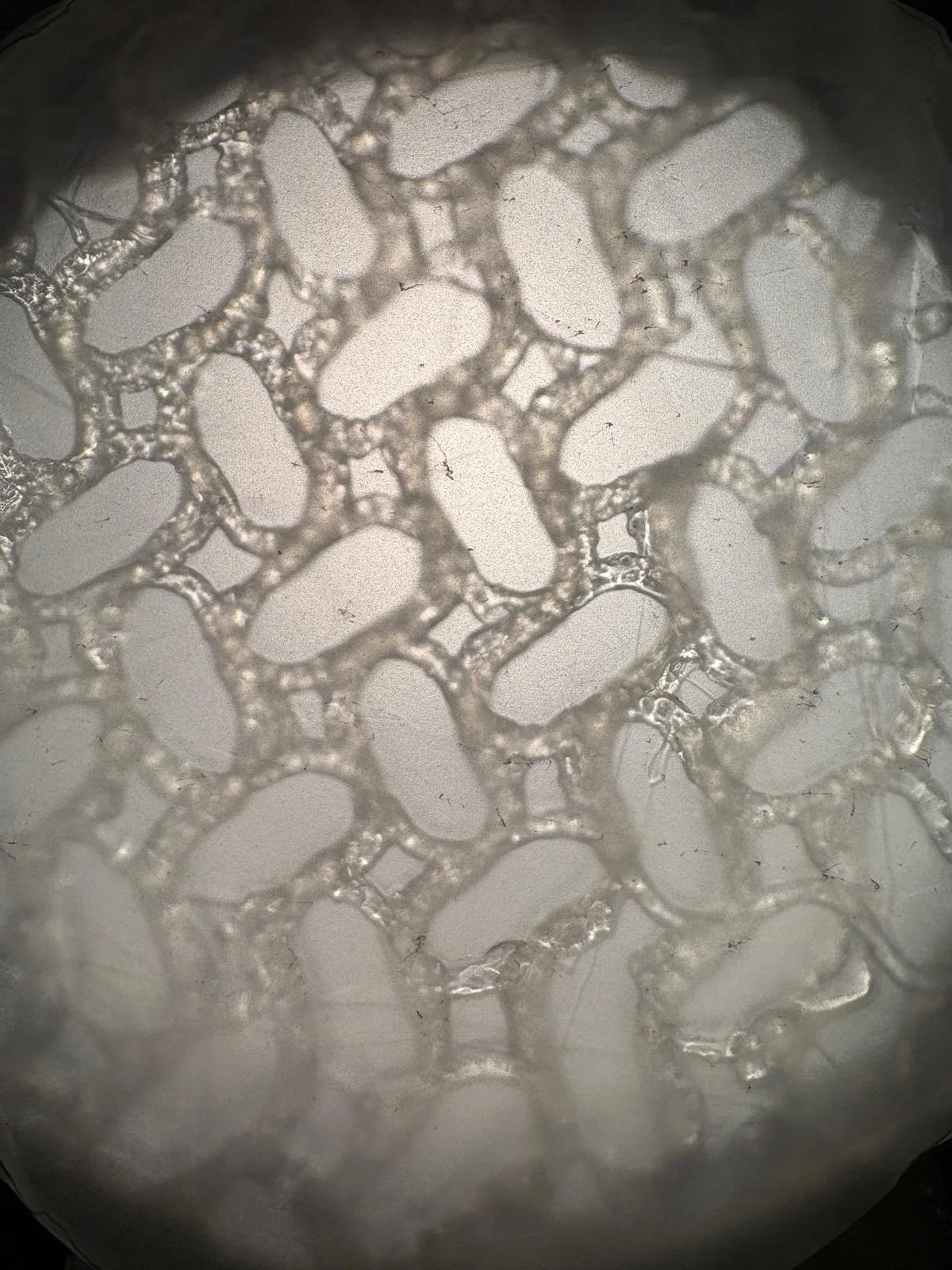 Early light diffusion test