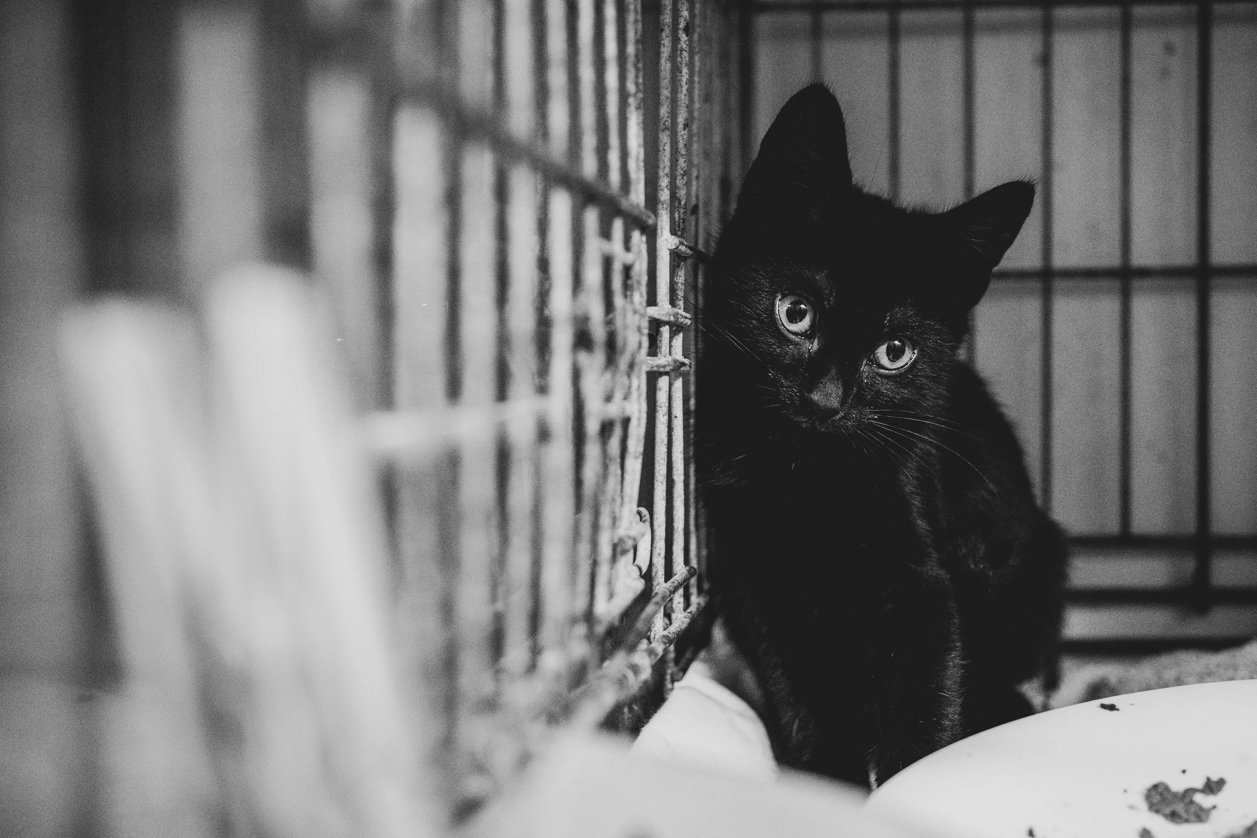 Still waiting...to be adopted
