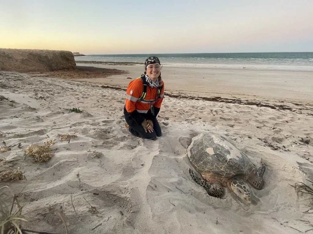 LPeel_Hawksbill.jpg