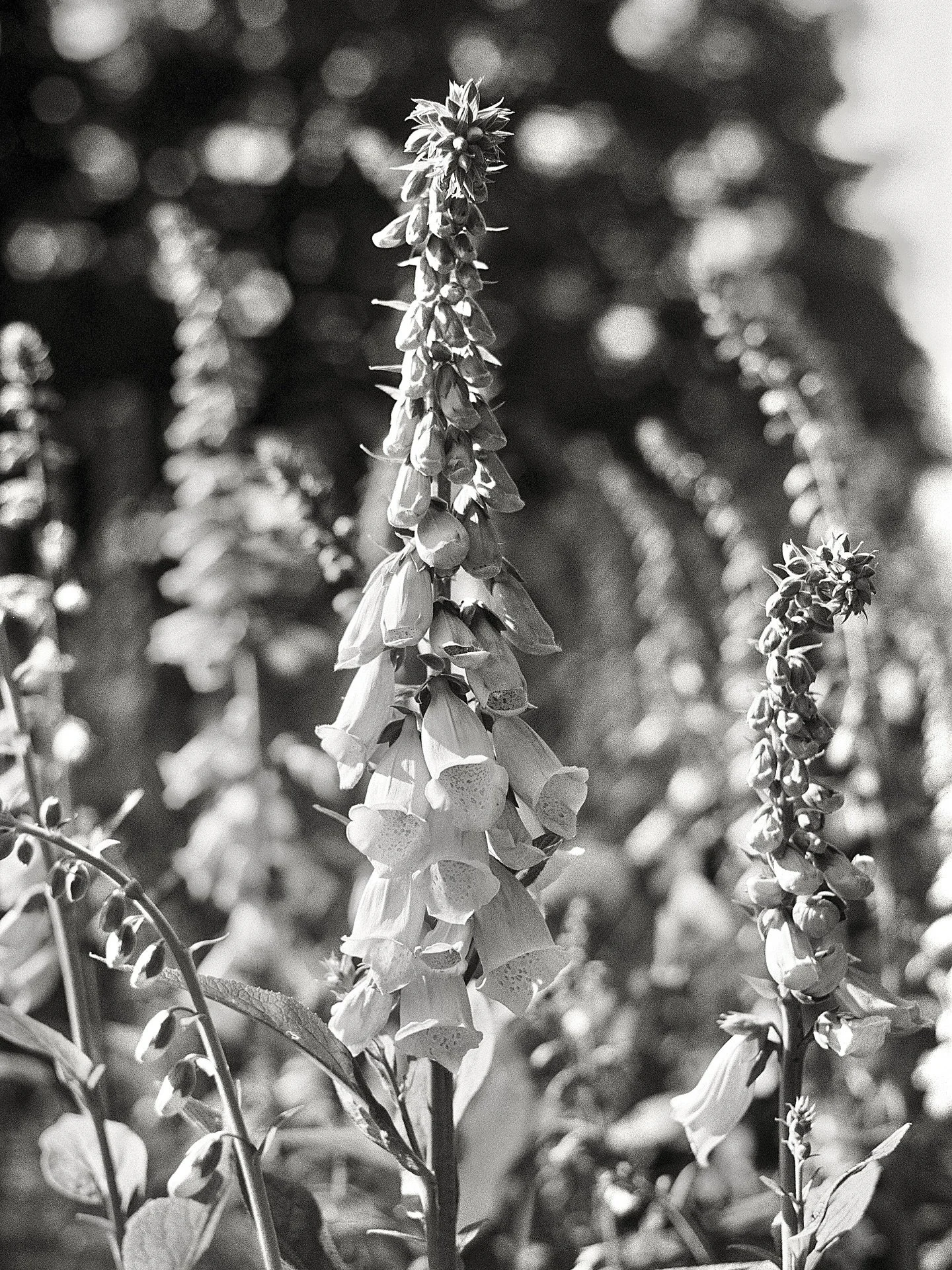spent some time with the bumblebees 

#plantsonfilm