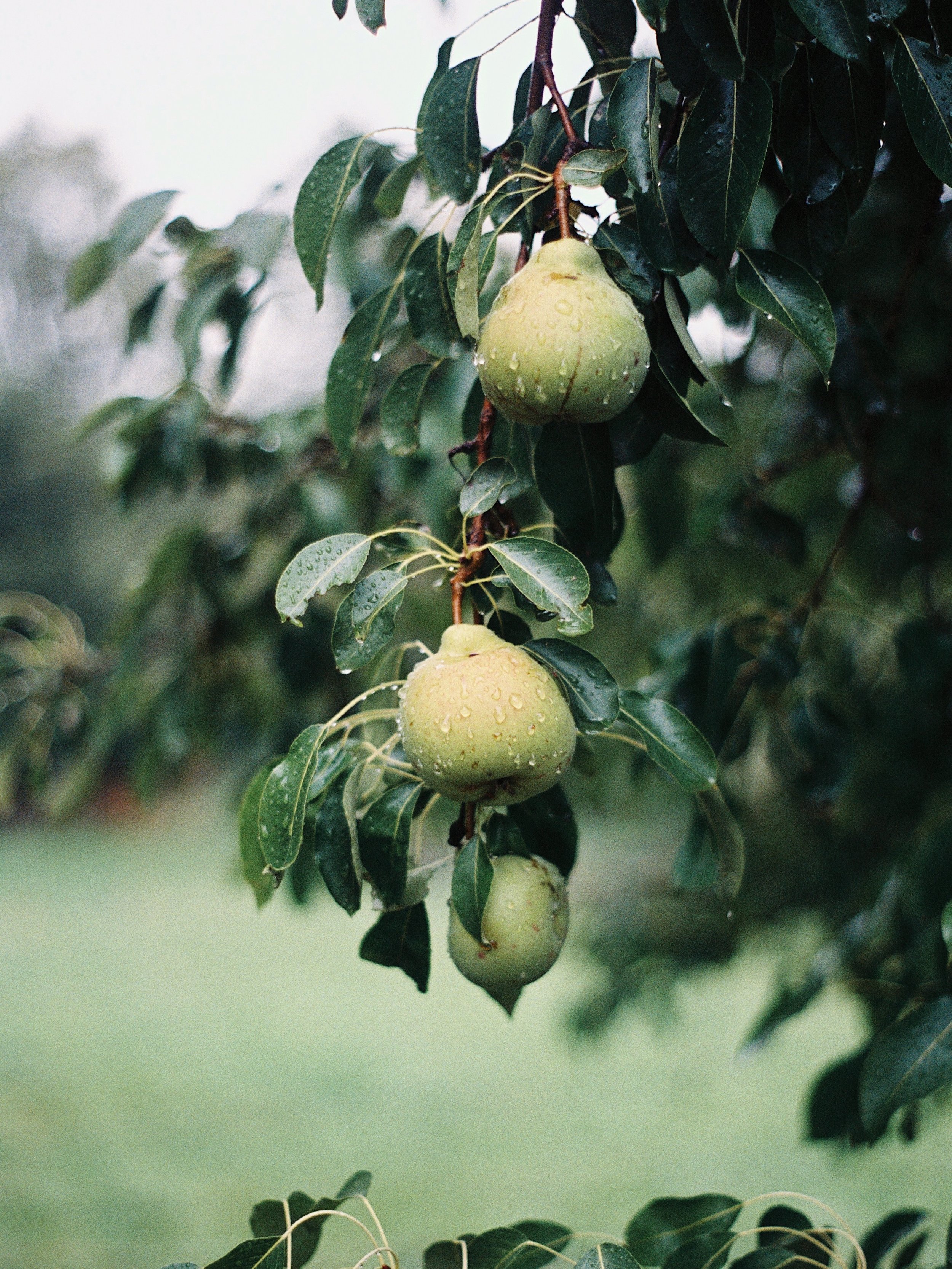 Late August to end of September, analog 🎞️🍐🍅

August and September were filled with long evenings spent outside, in the garden, under the trees or in good company. We harvested fruit and vegetables and hosted our first community event, our outdoor