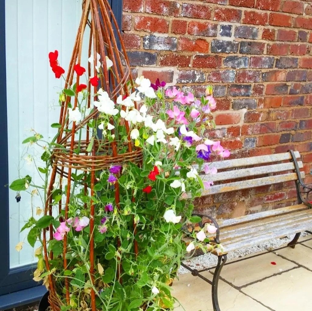 Garden Obelisk / Plant Support  25th MARCH 2026, WEDNESDAY