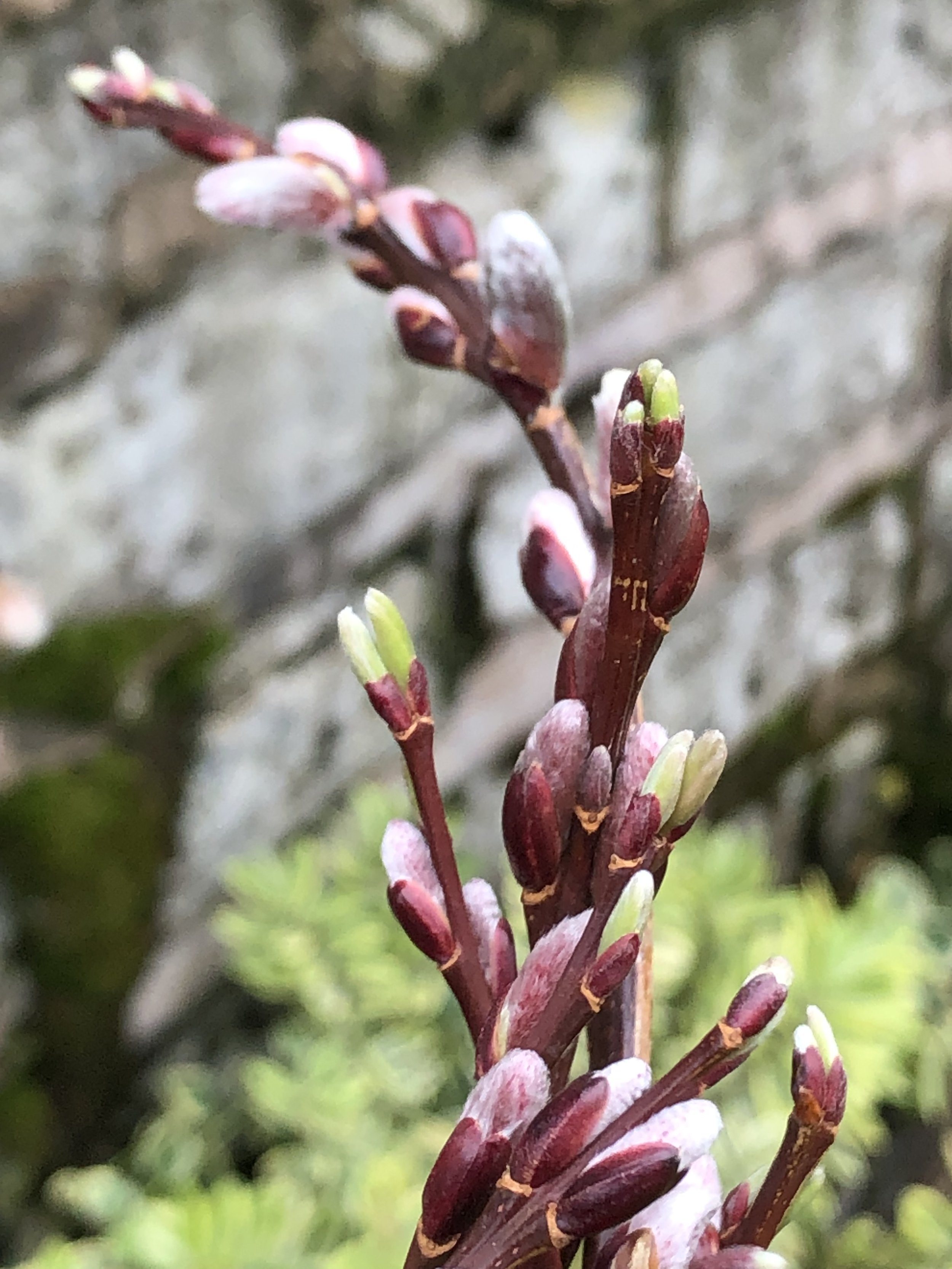Salix udensis catkins Japanese Fantail Warwickshire Willow Cuttings