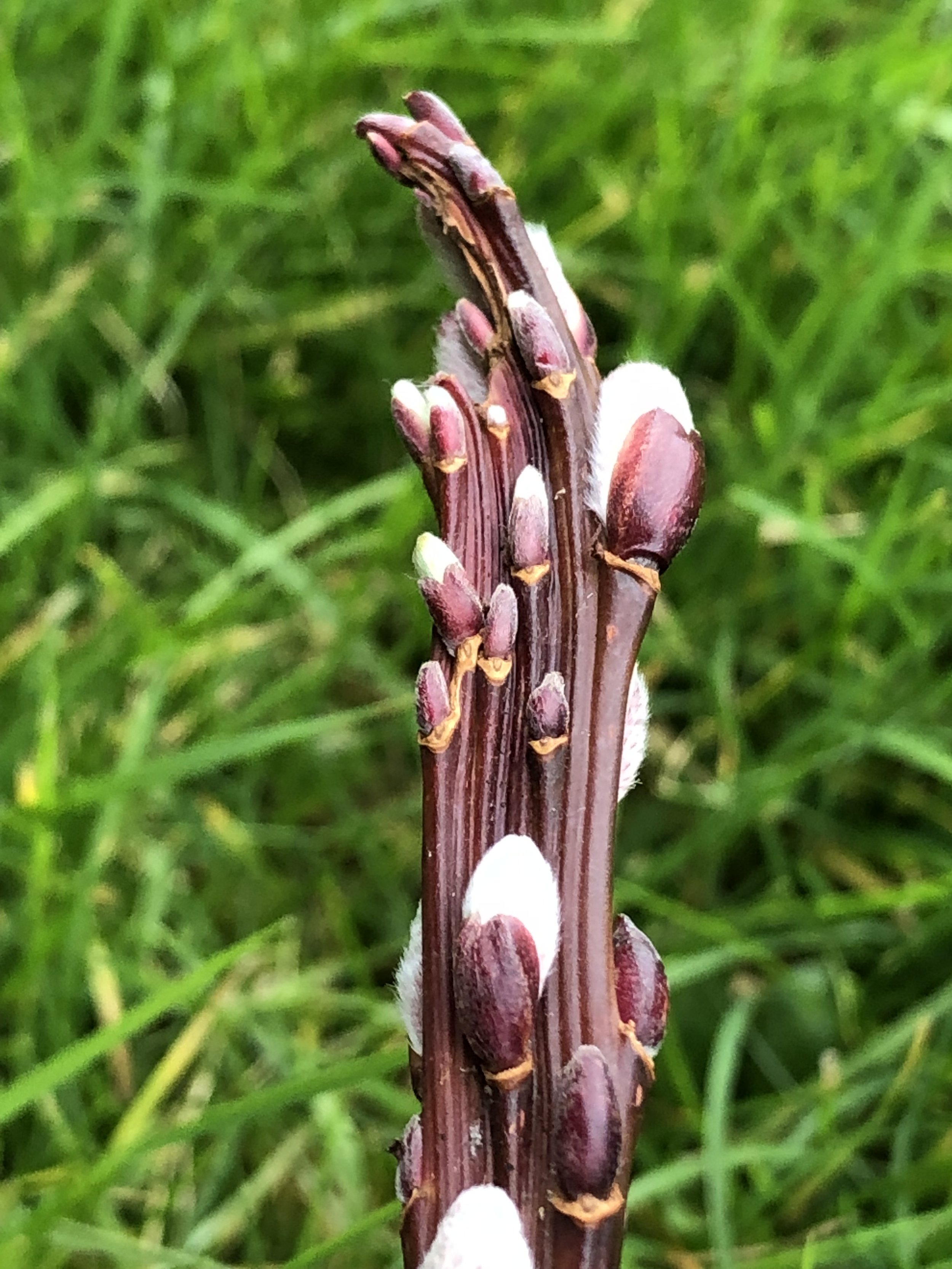Salix udensis Sekka Warwickshire Willow Cuttings for sale Japanese Fantail
