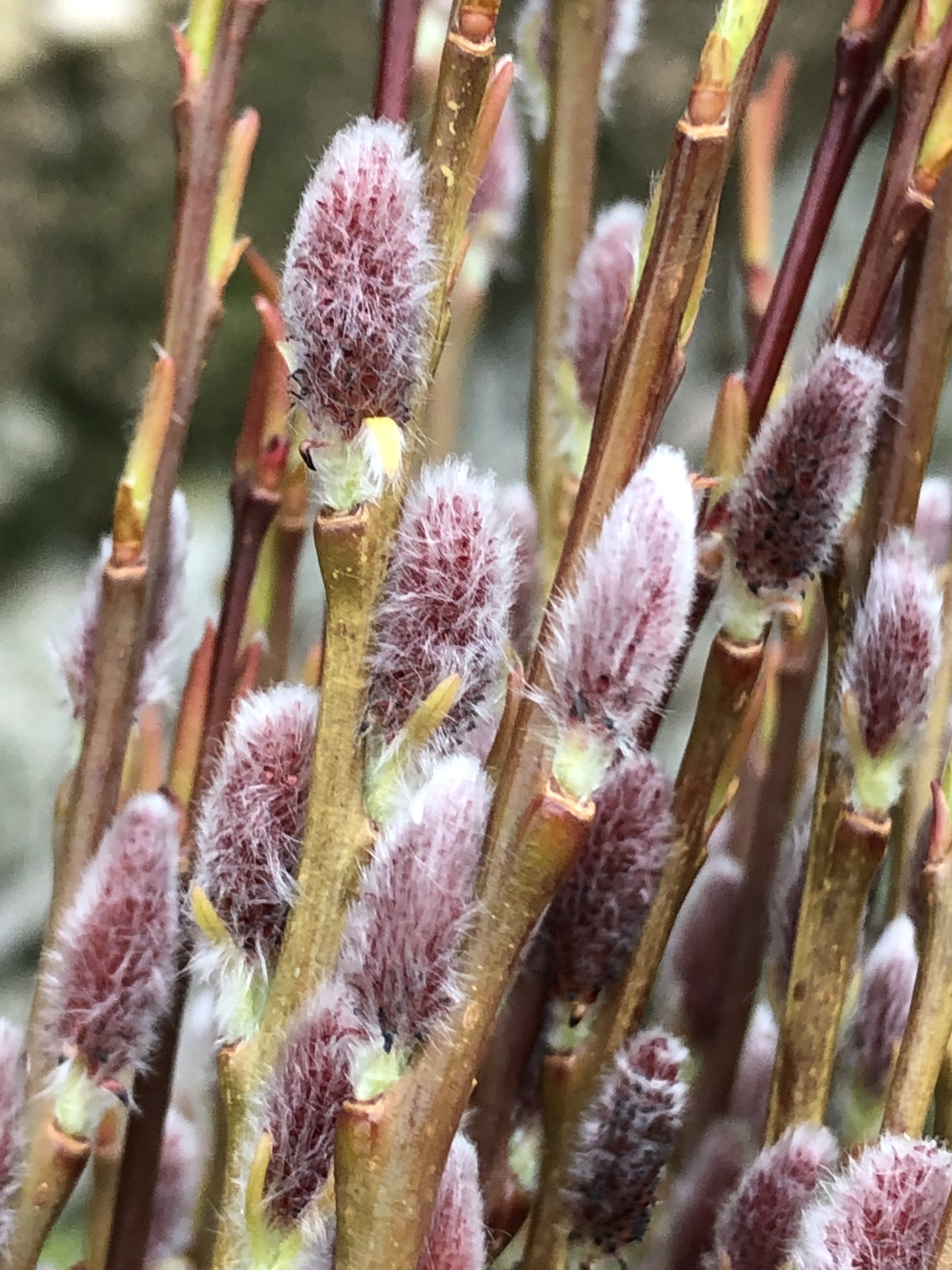 Warwickshire Willow Cuttings Catkins Salix Purpurpea Eugenii