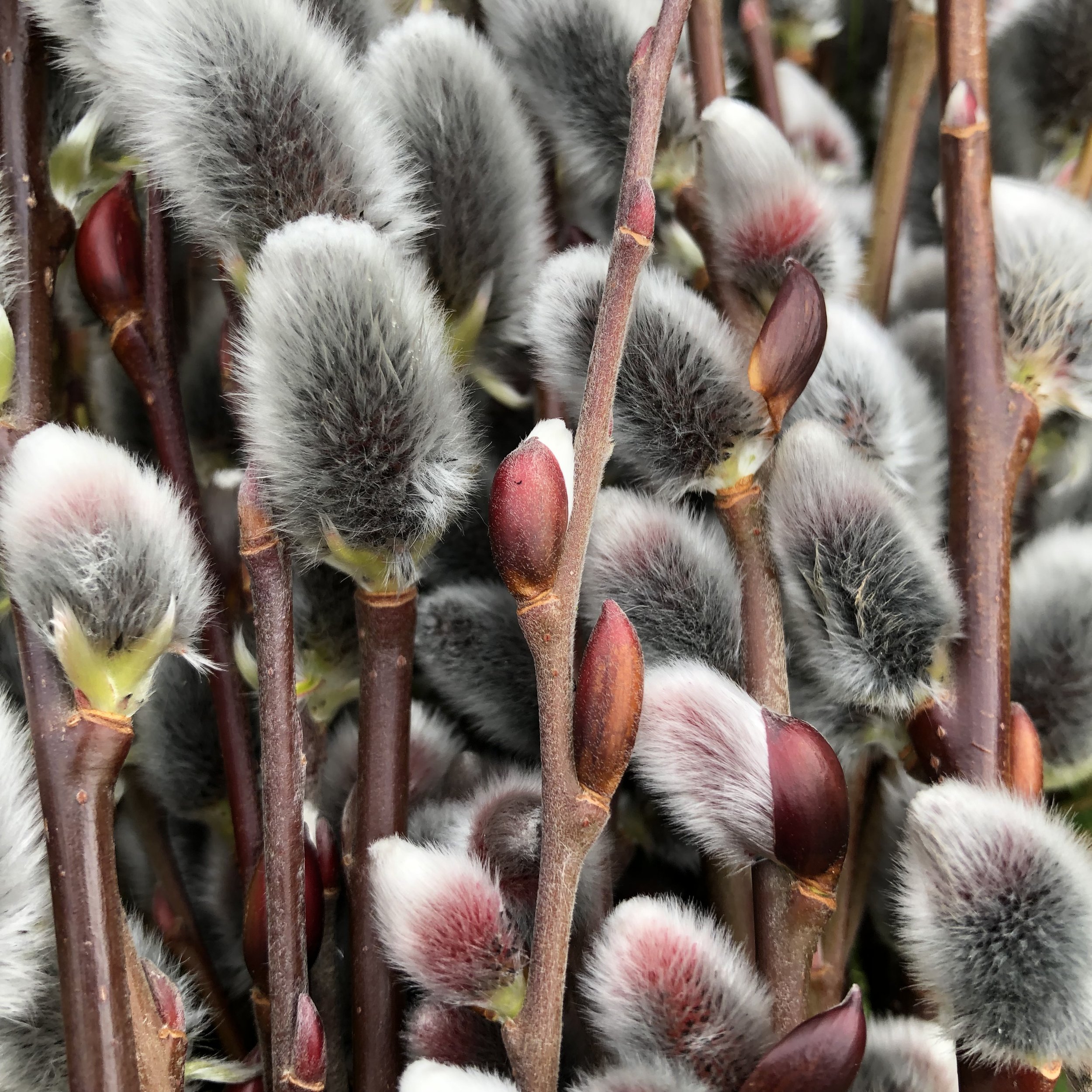 Warwickshire Willow Catkins