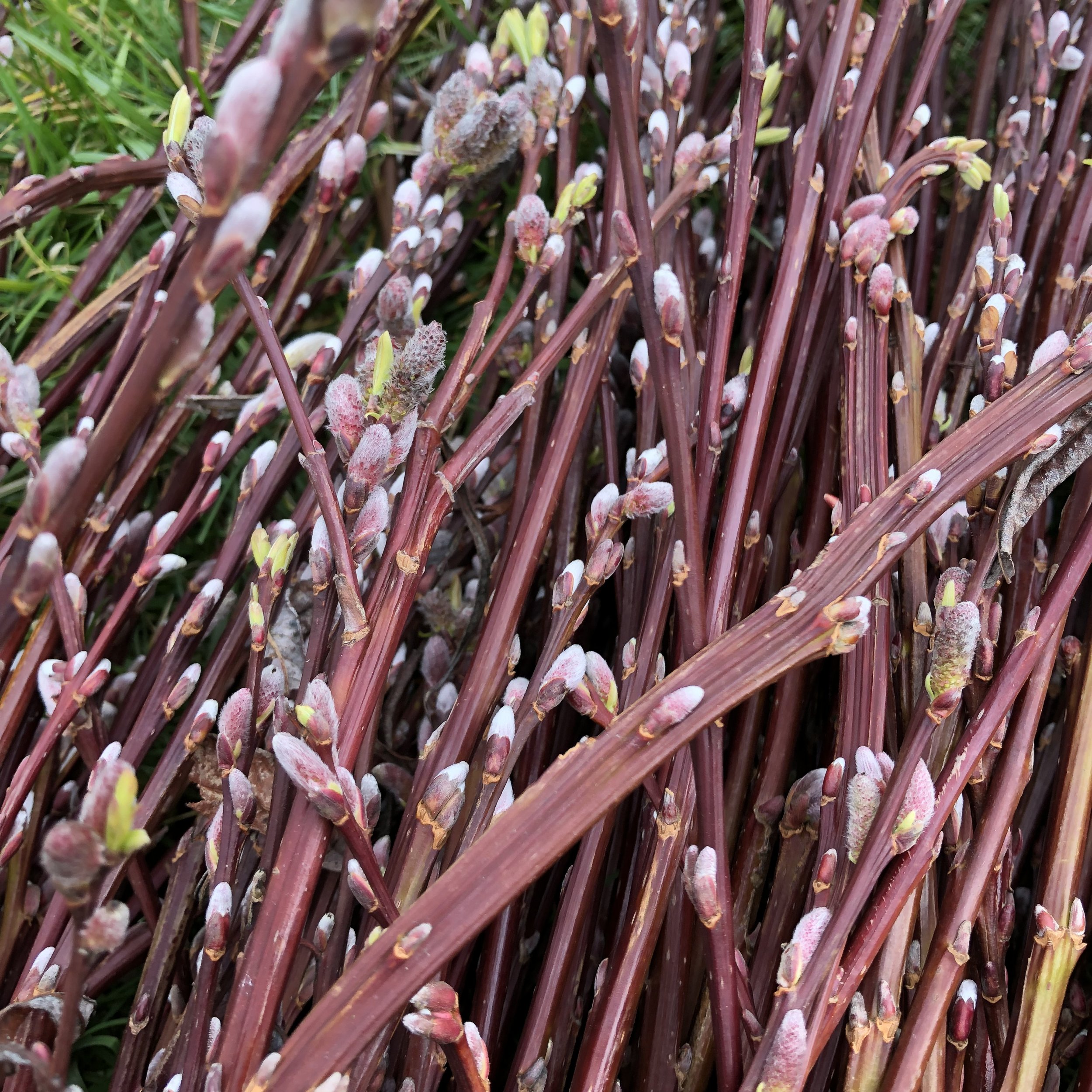 Catkins Salix Mixed Warwickshire Willow Cuttings