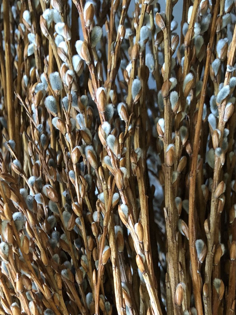 Salix triandra Whissender catkins Warwickshire Willow Cuttings