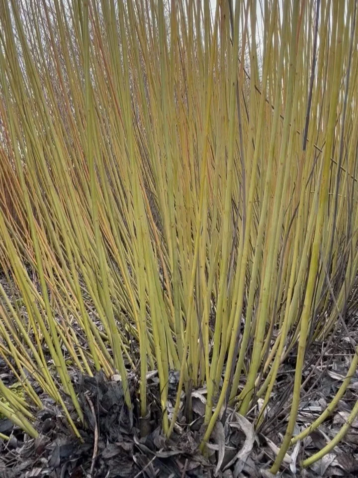 It&rsquo;s time for the annual &ldquo;Guess the Number of Rods&rdquo; competition!

This is one of my beautiful Salix Puupurea &lsquo;Dicky Meadows&rsquo; willow stools - and in this few seconds of super-speeded up harvesting, I cut every single rod.